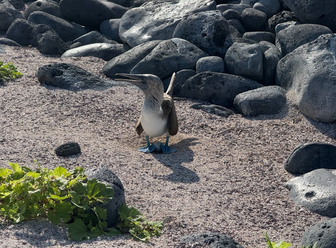 blue-footed booby