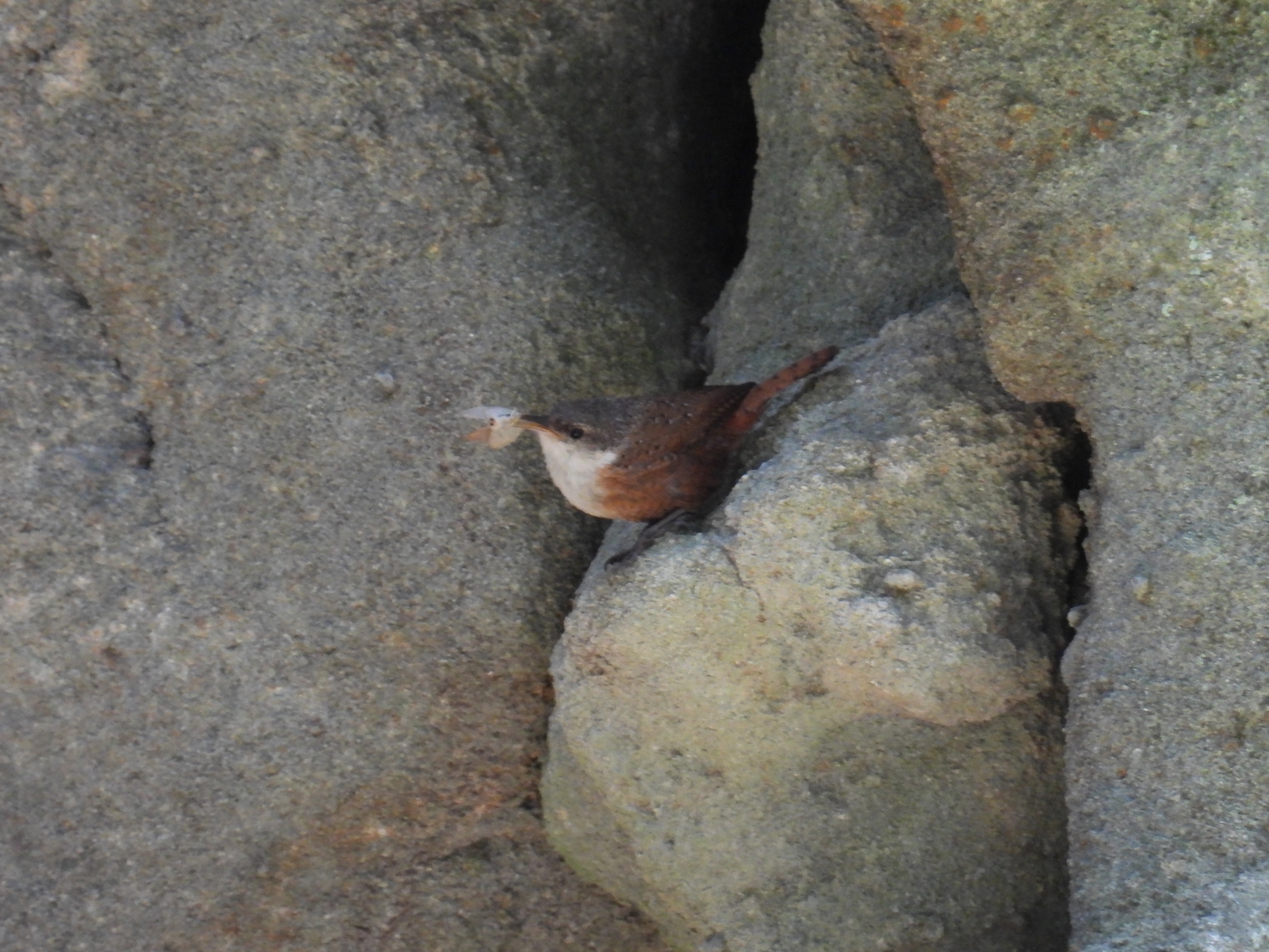 canyon wren
