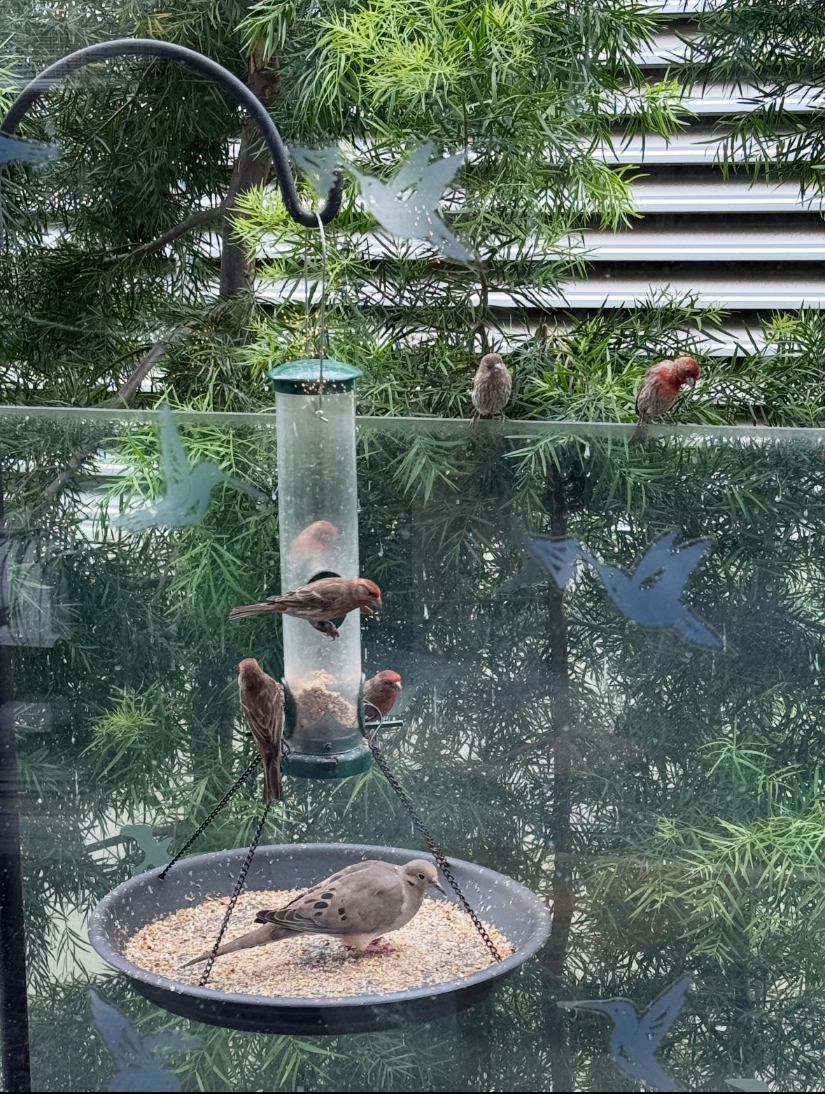 bird feeder