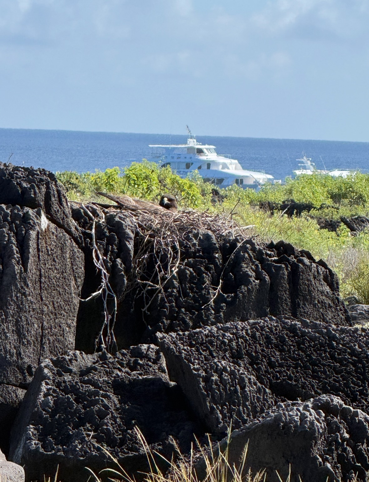 Galápagos hawk