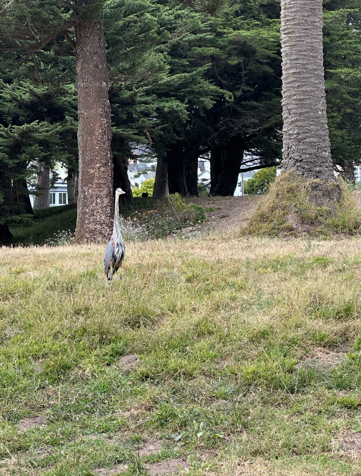great blue heron