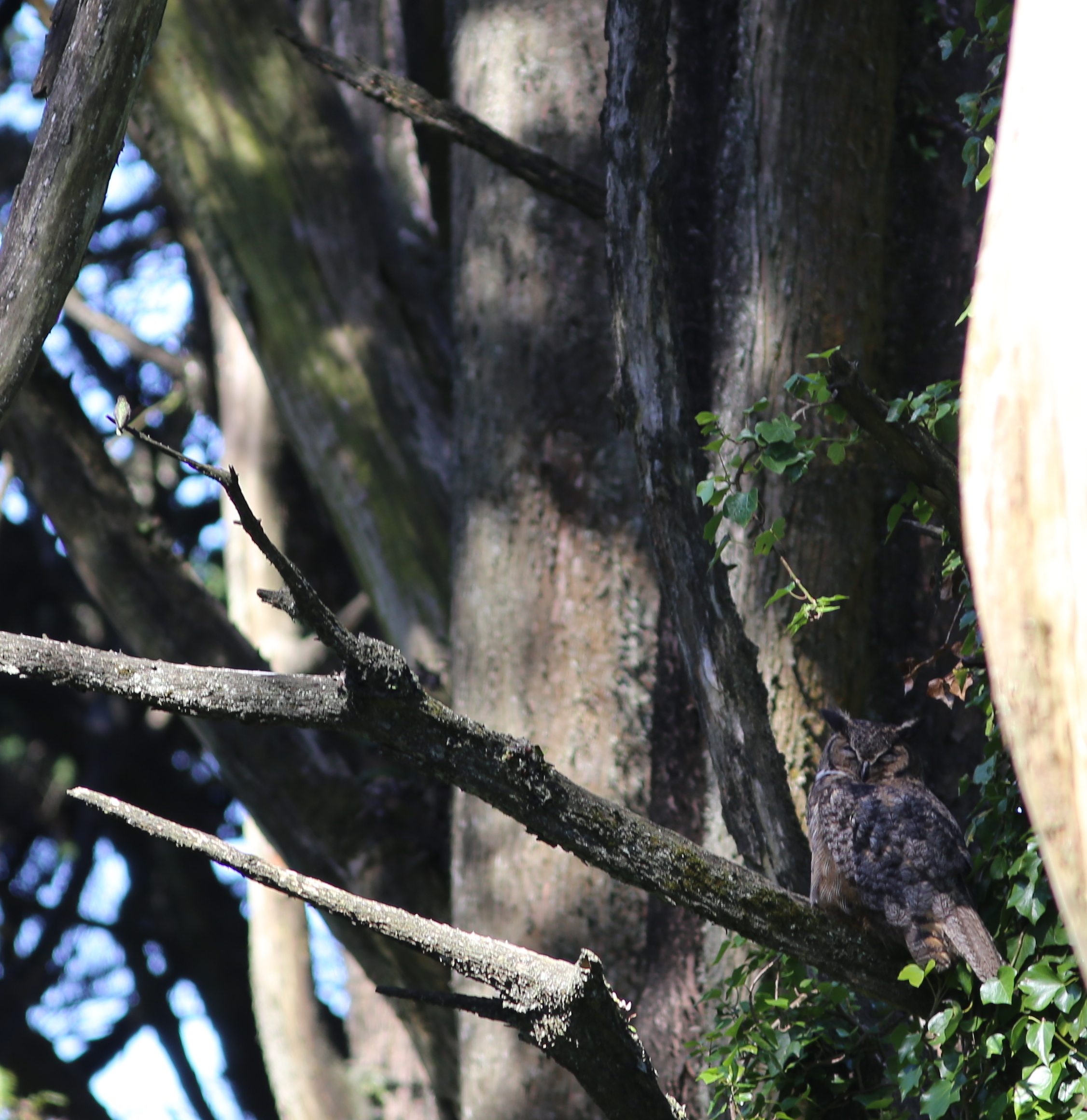 great horned owl