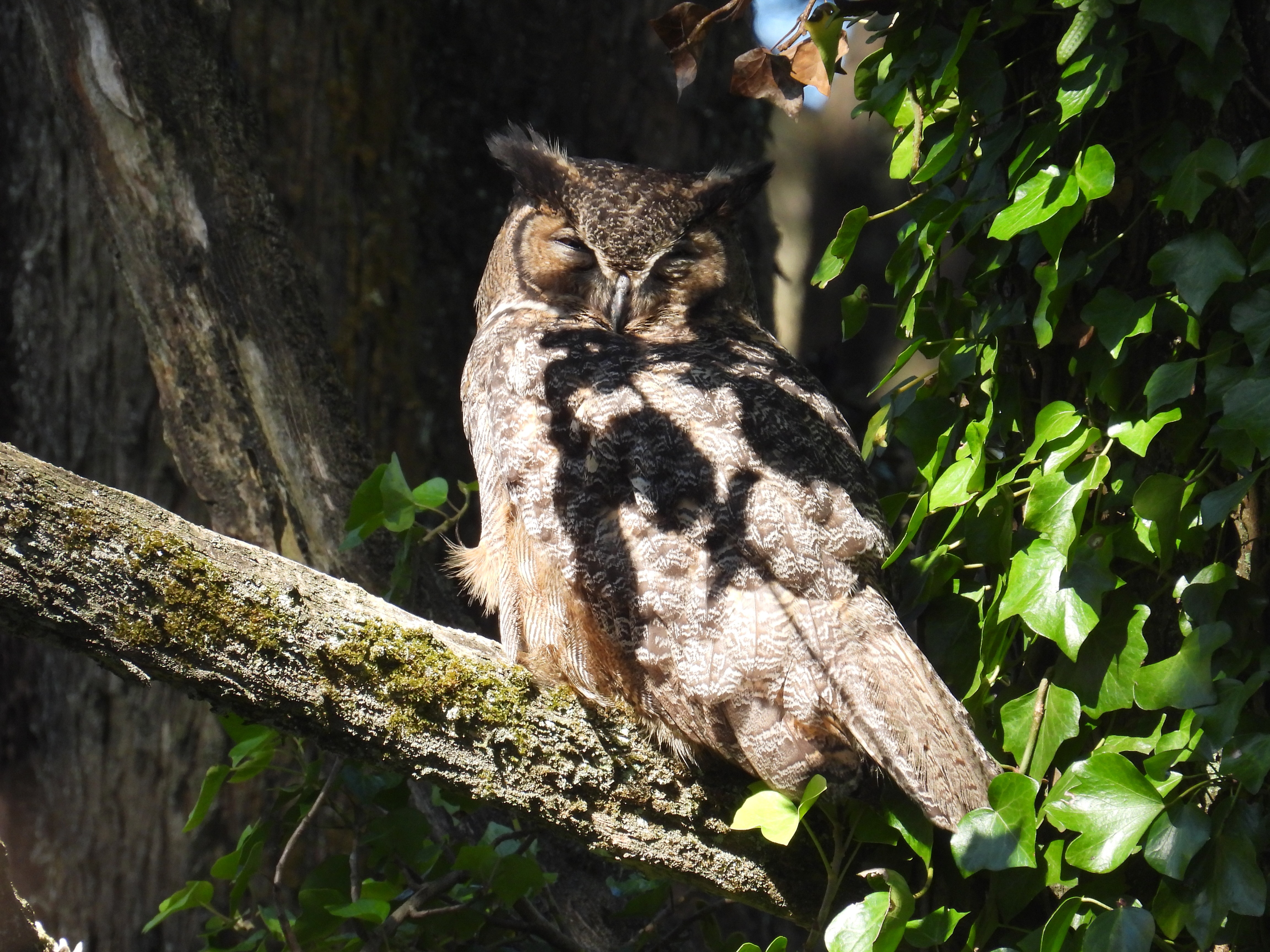 great horned owl