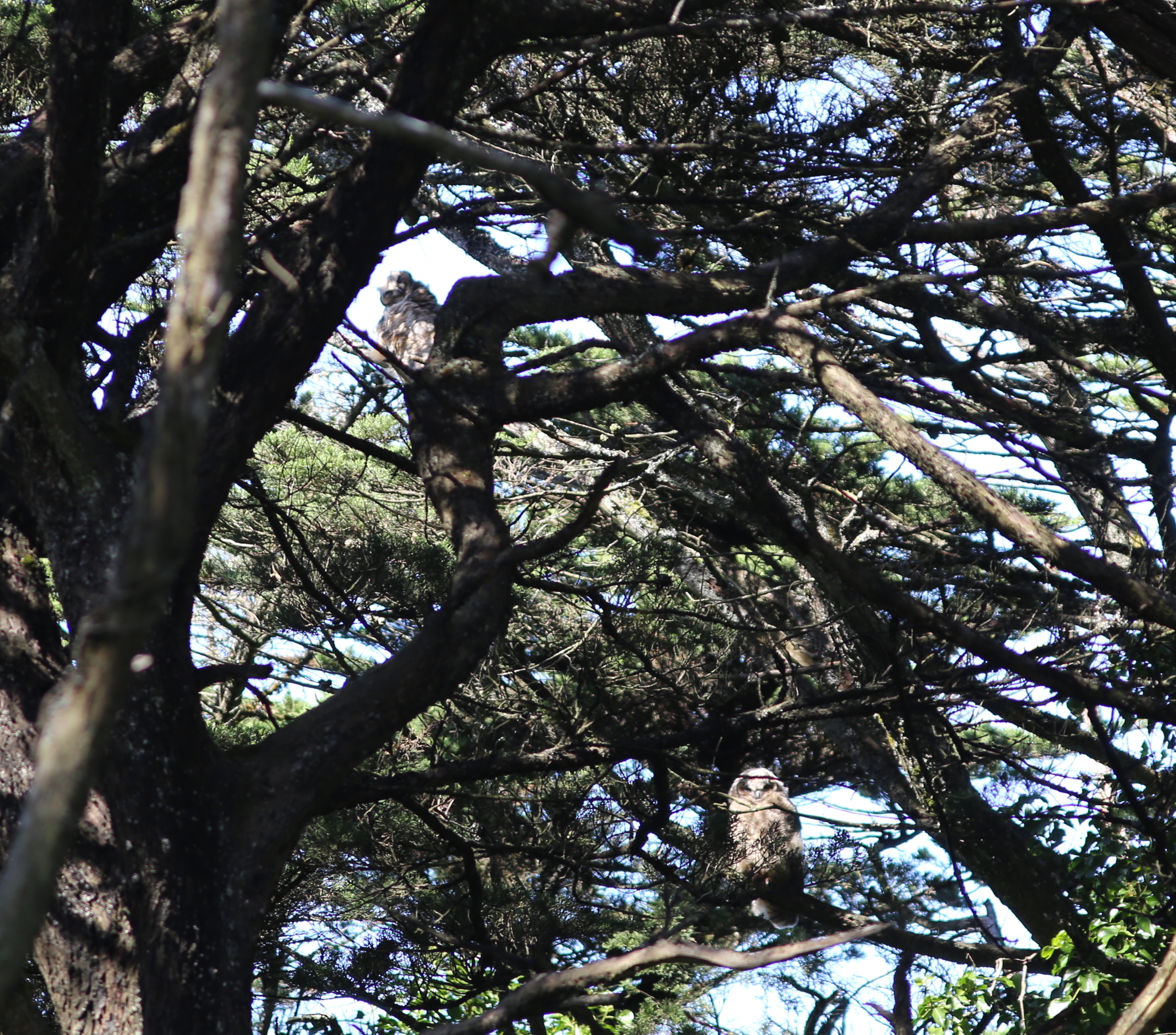 great horned owlets