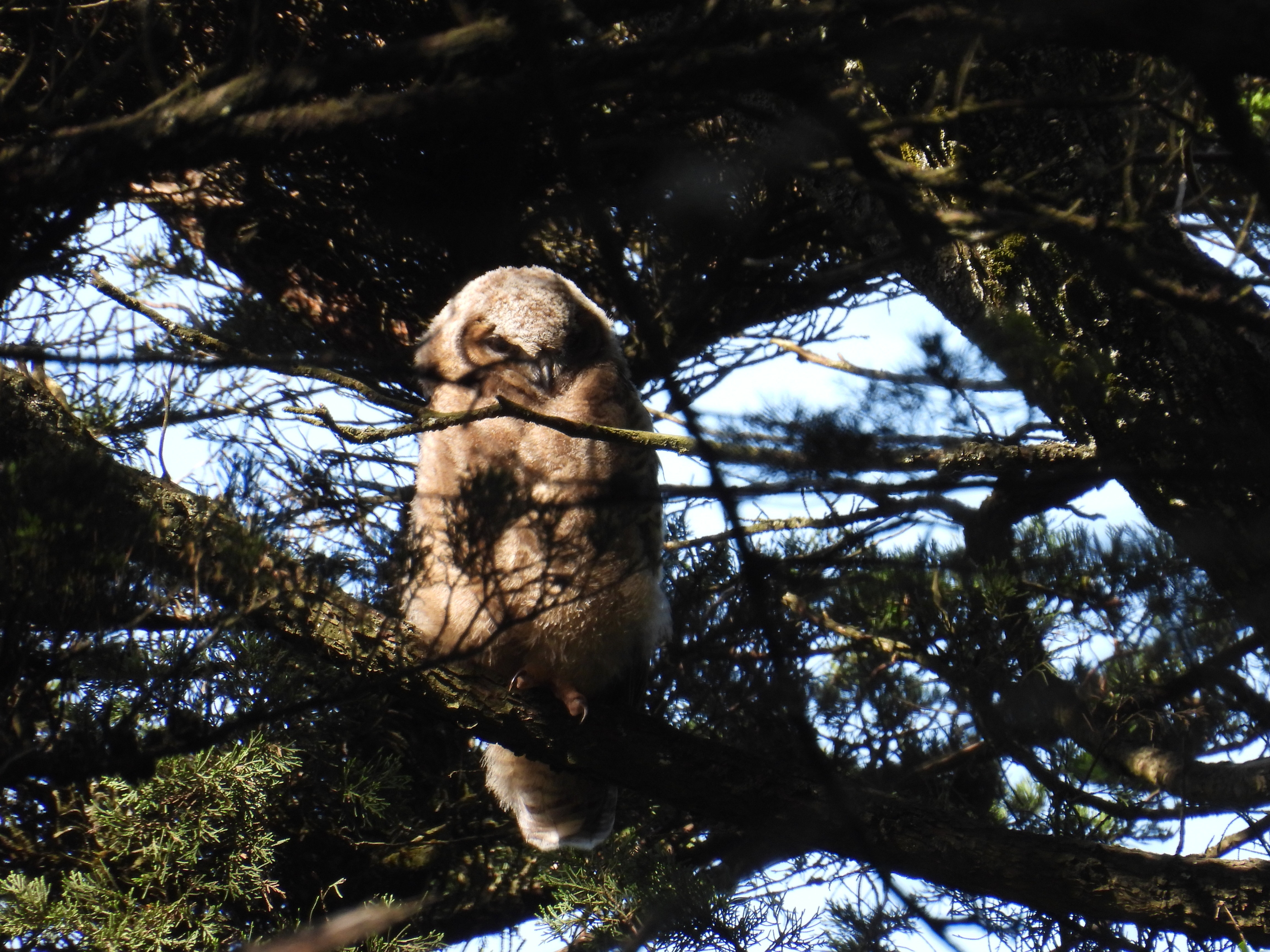 great horned owlet