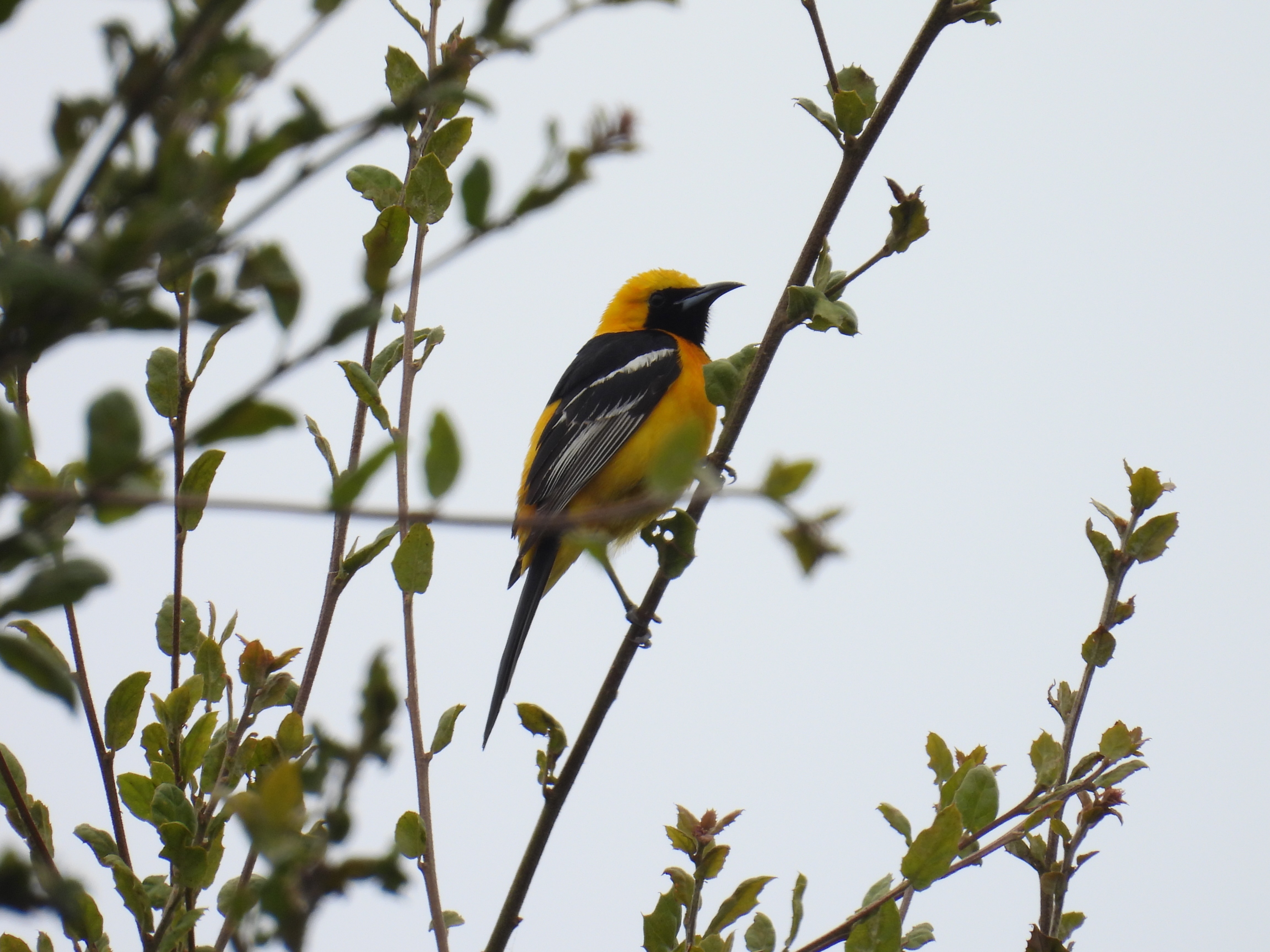 hooded oriole