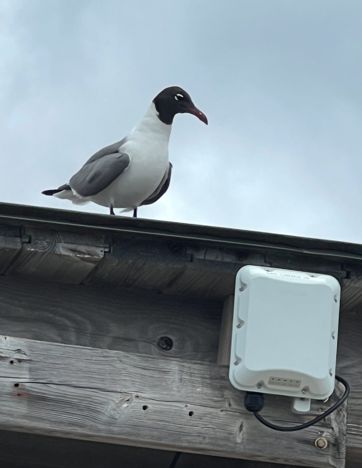 laughing gull