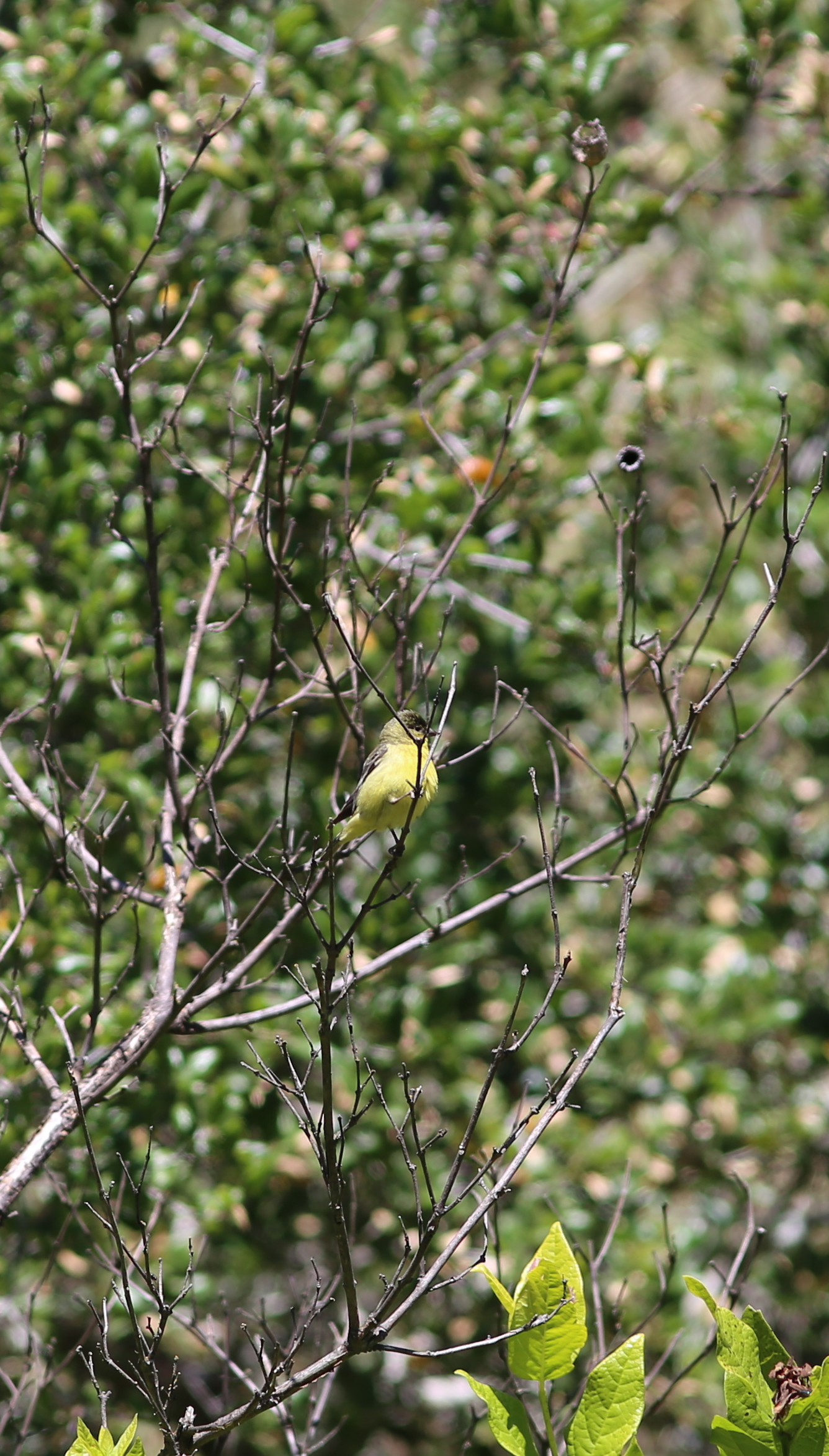 lesser goldfinch