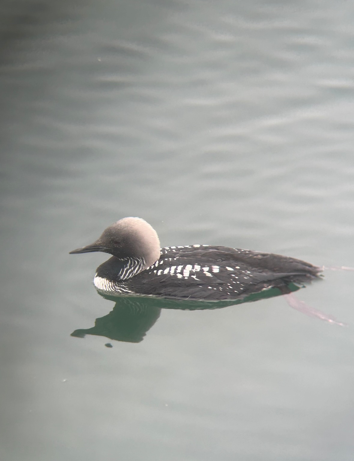 pacific loon