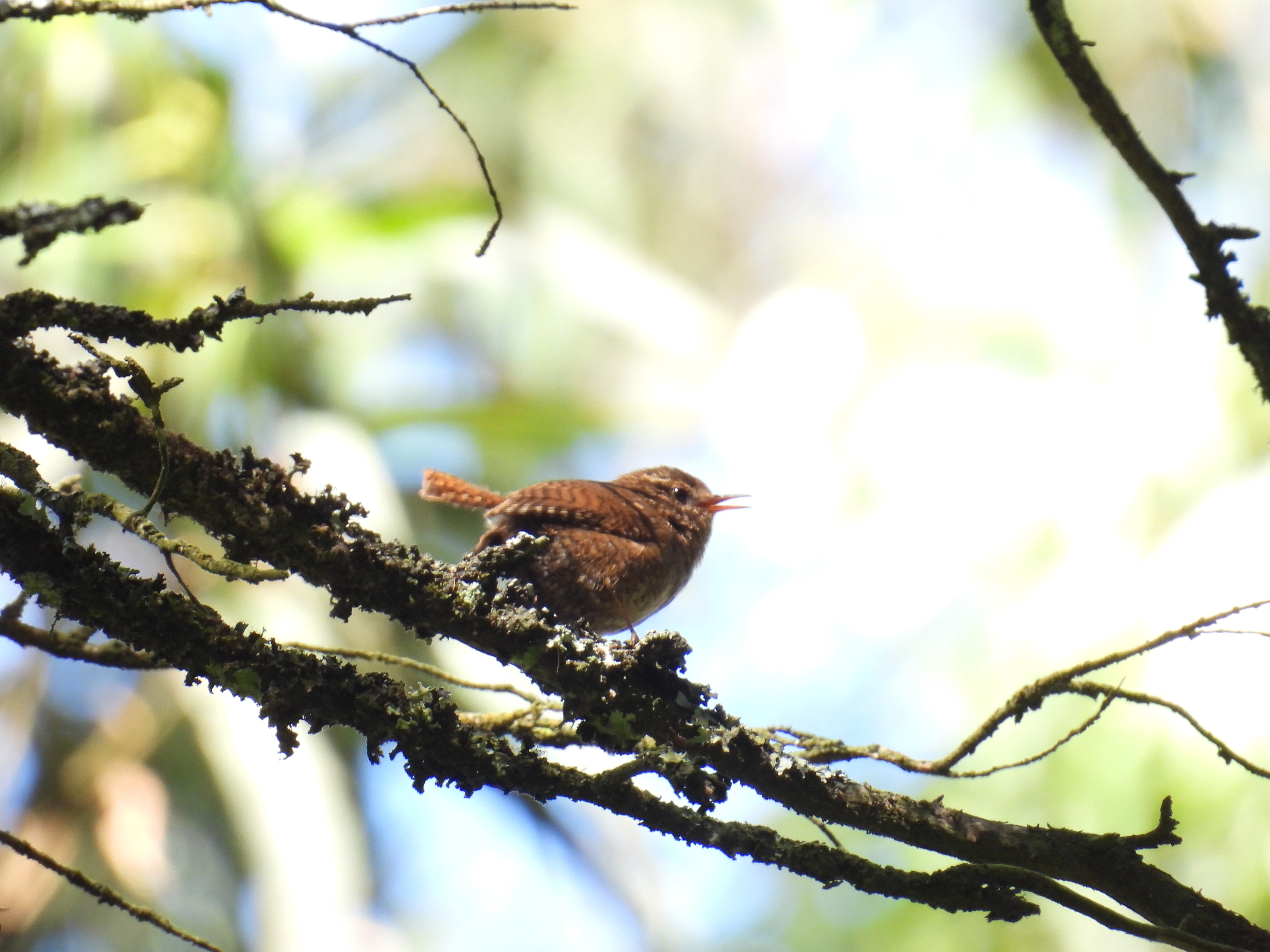 pacific wren