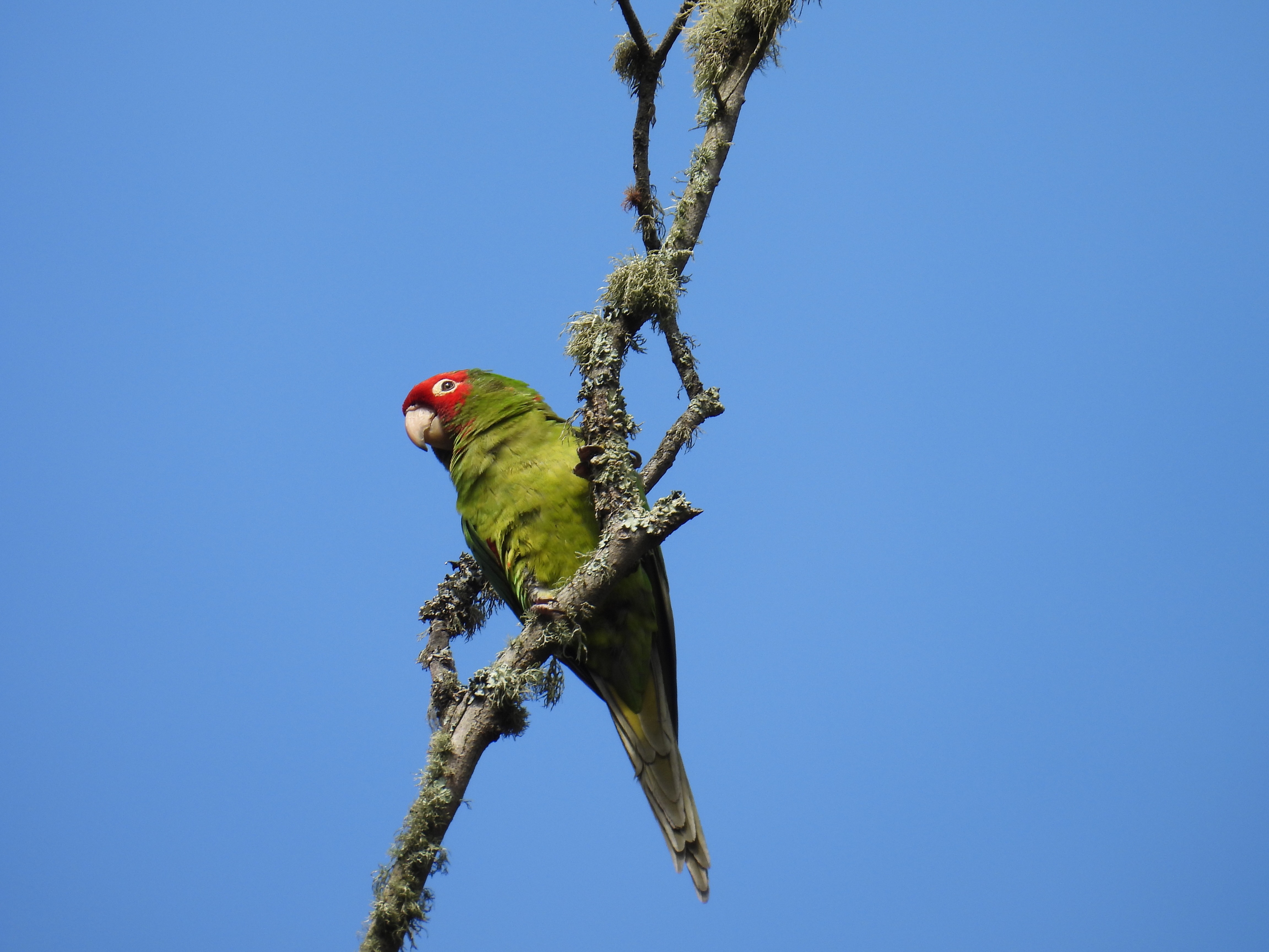 sf parrots