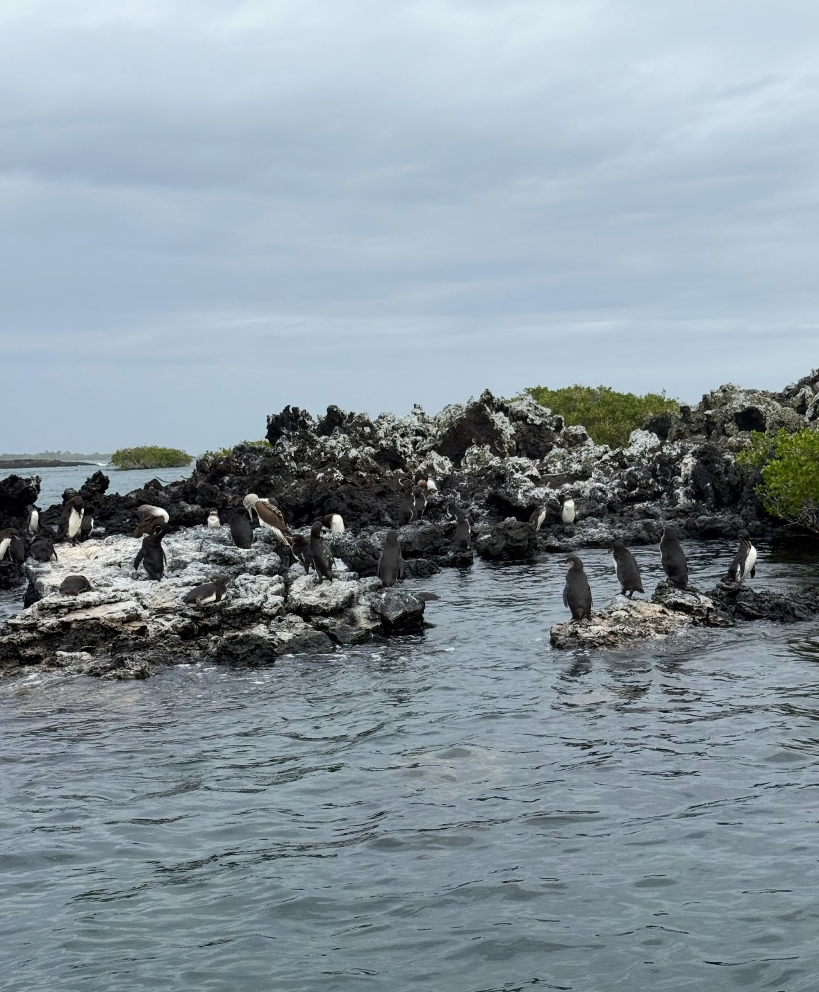 Galápagos penguin