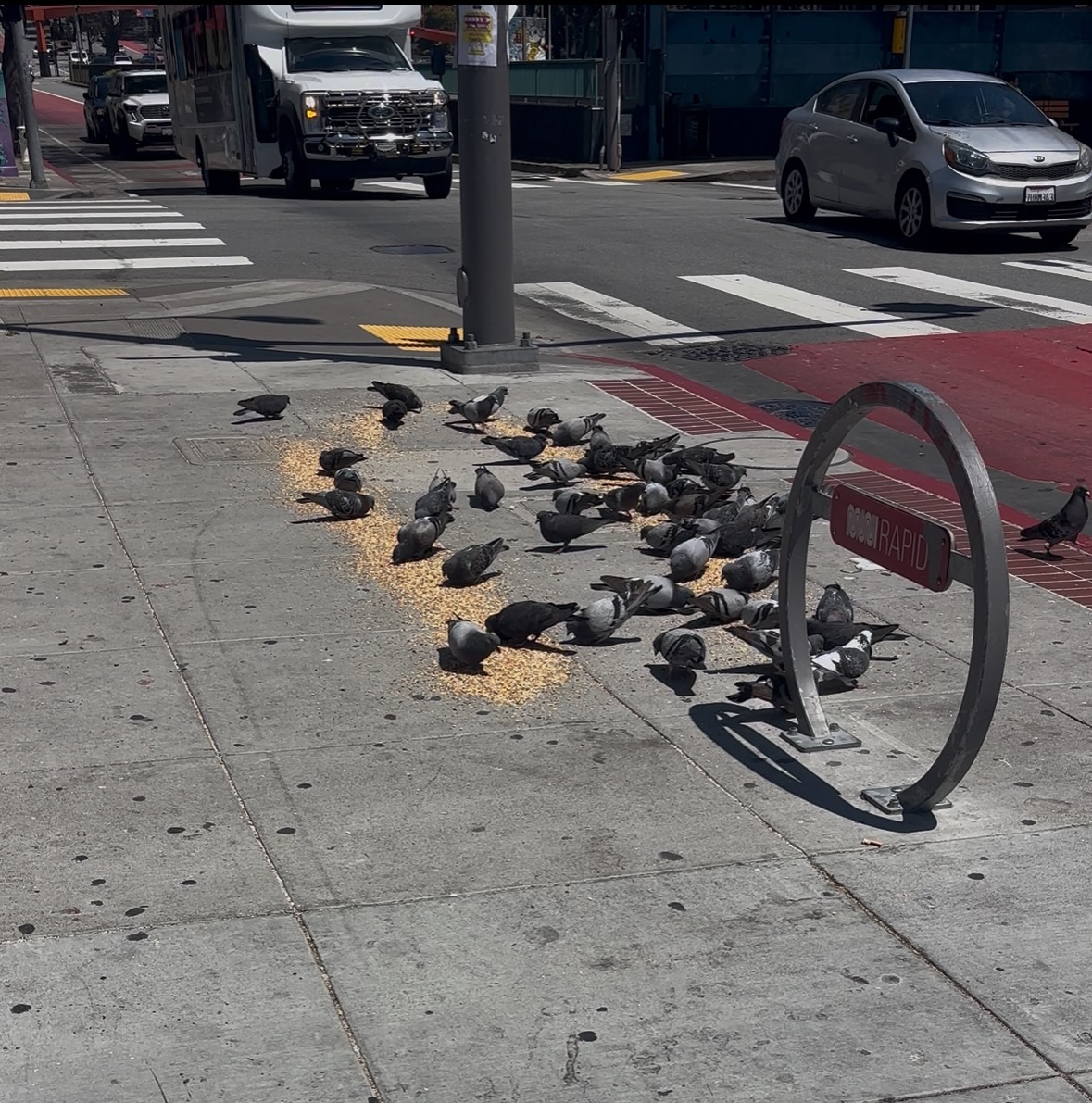 pigeons