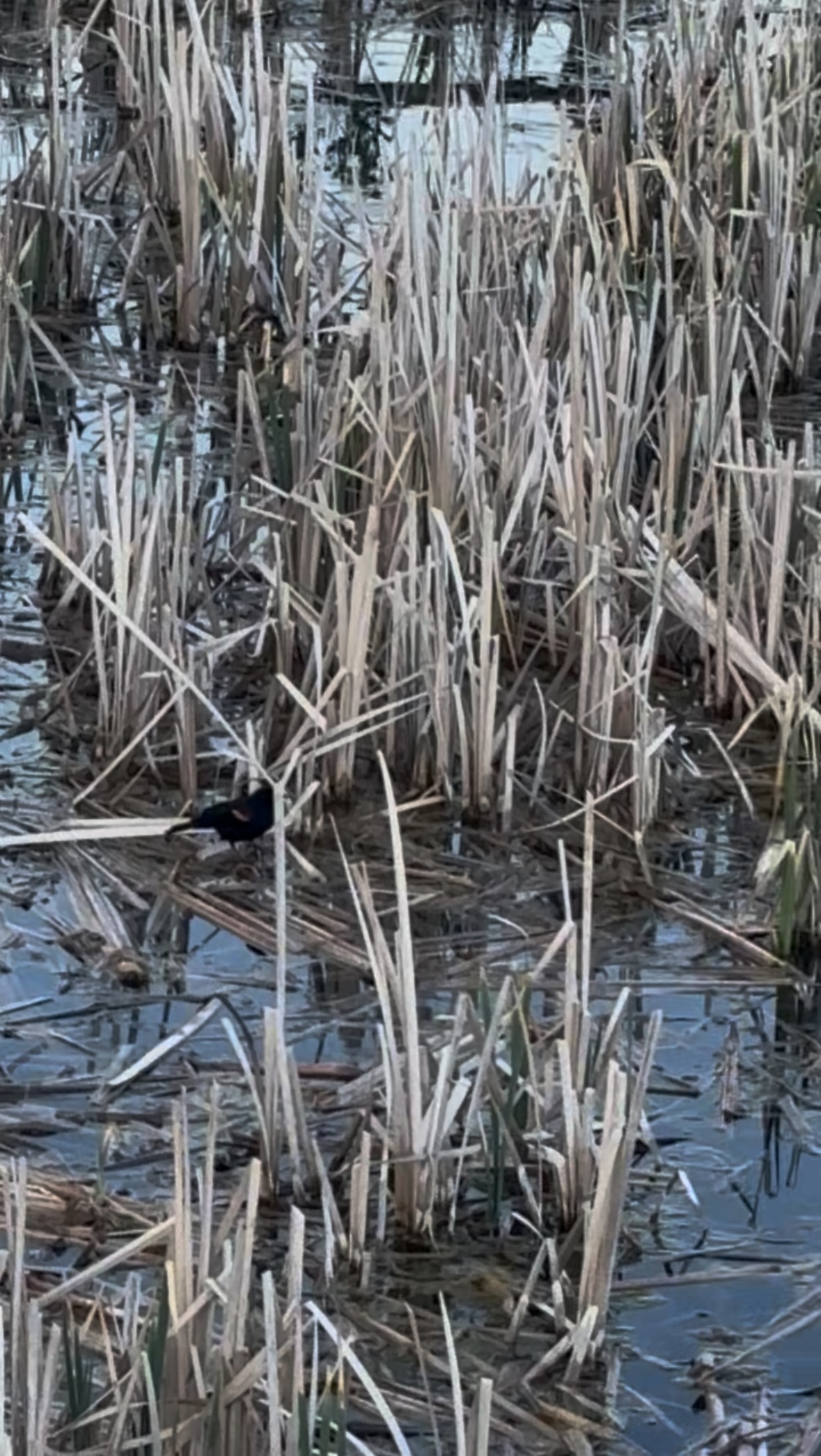red-winged blackbird