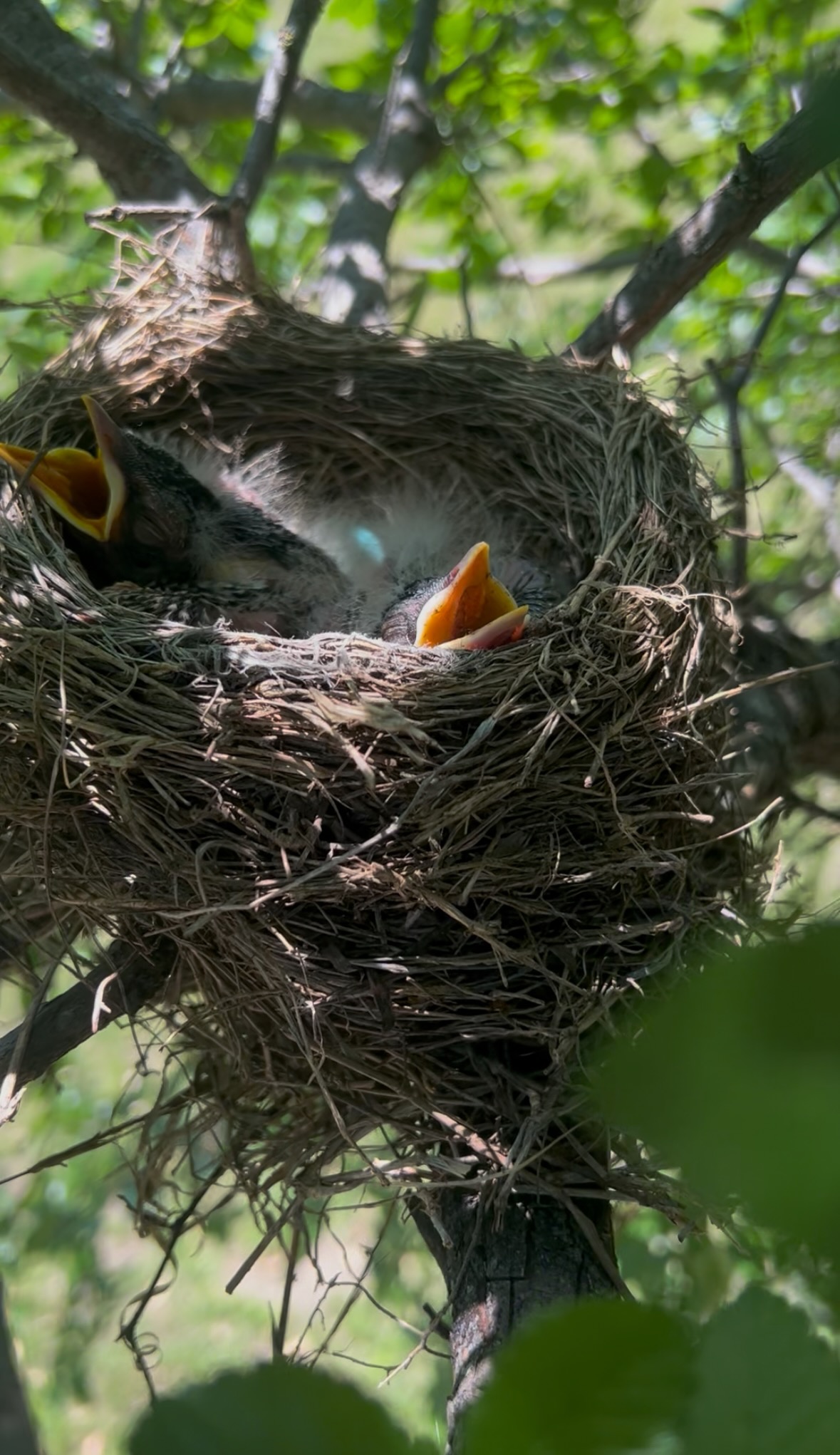 robin nestlings