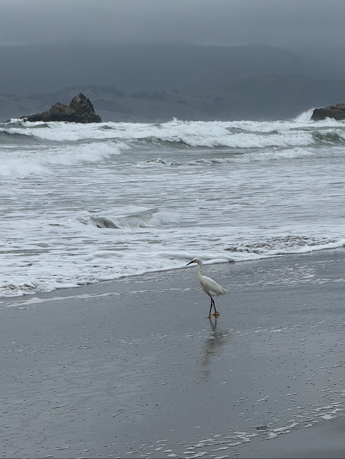 snowy egret 