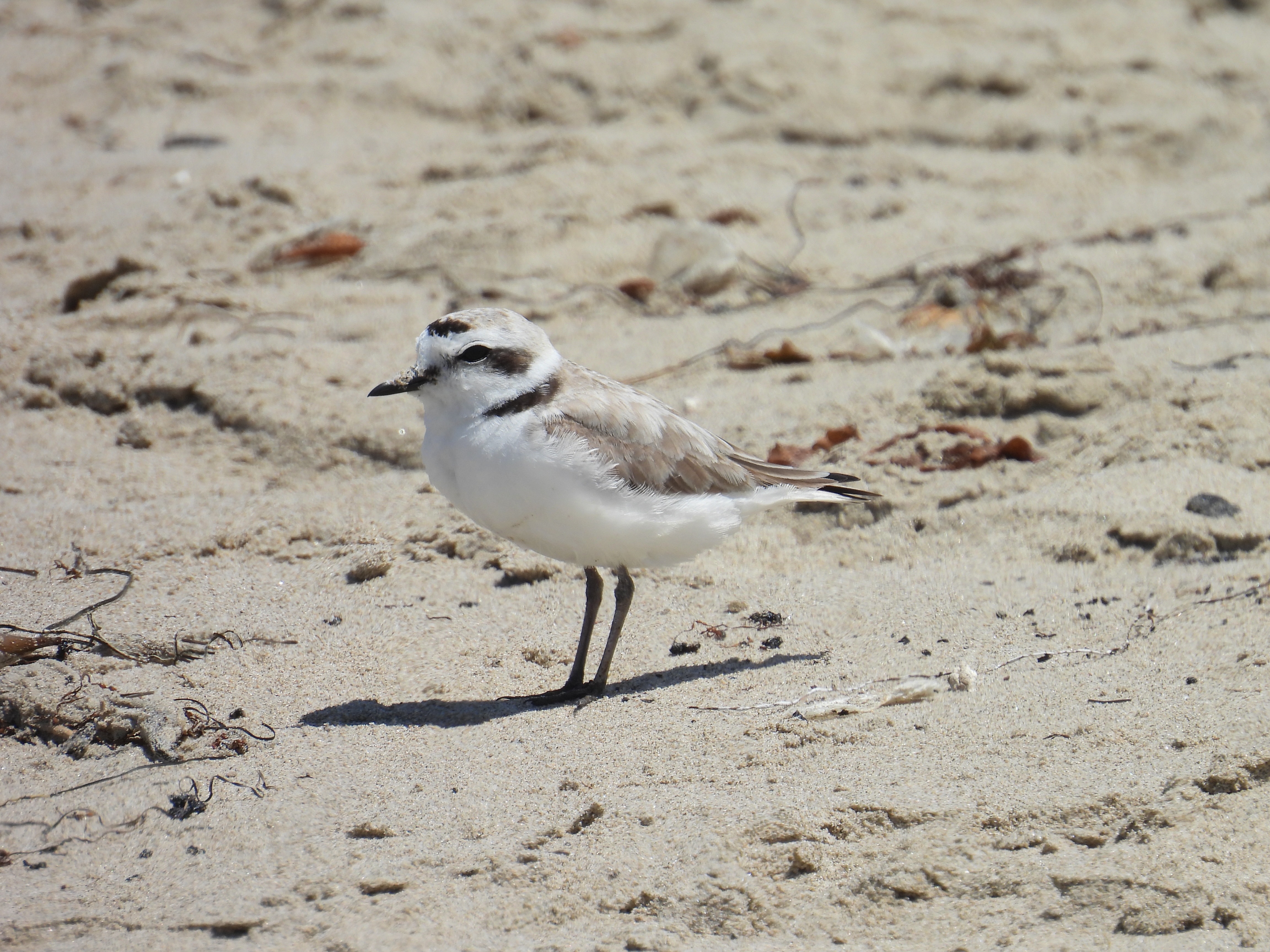 snowy plover