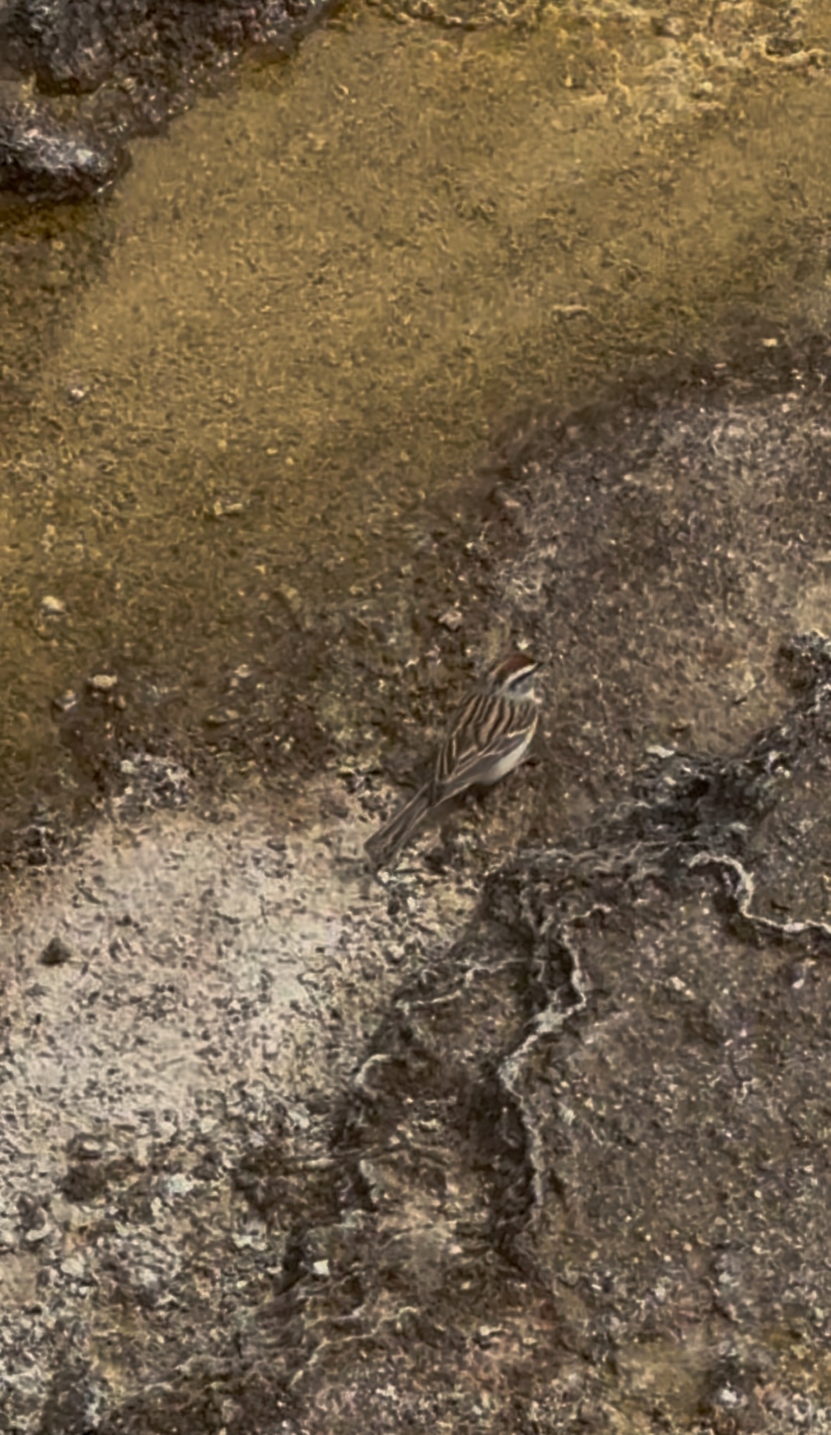 sparrow