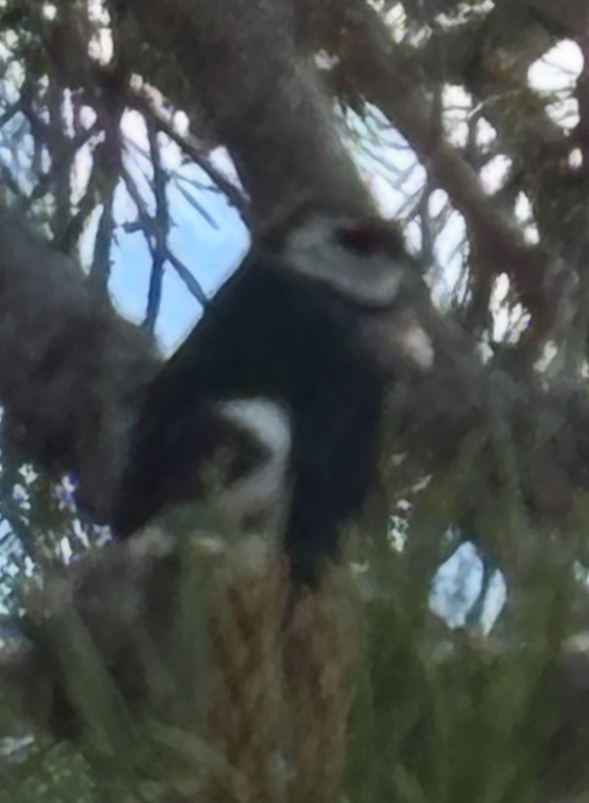tree swallow