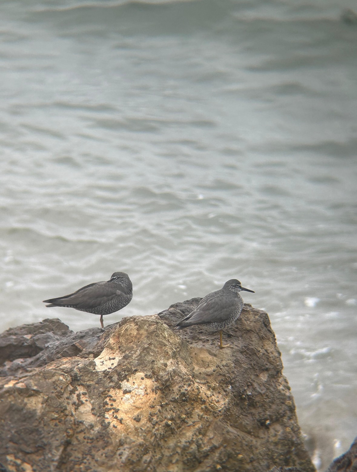 wandering tattler