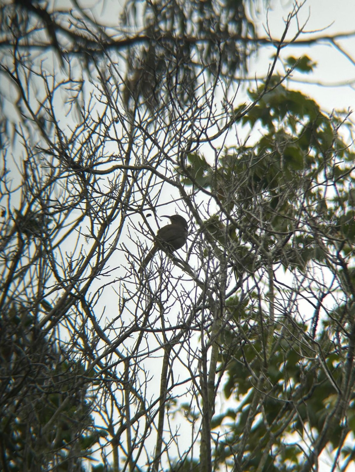 california thrasher