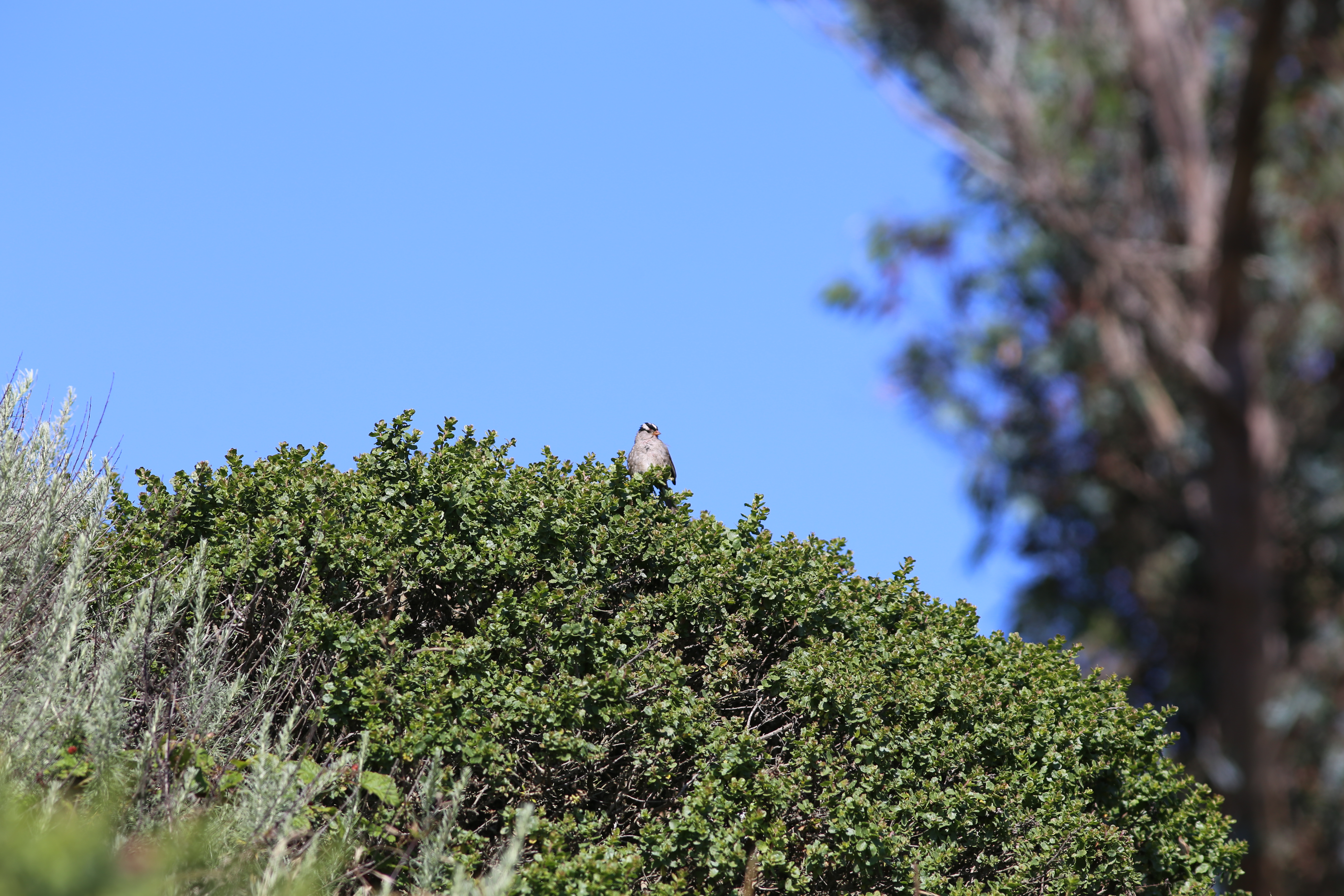 white-crowned sparrow