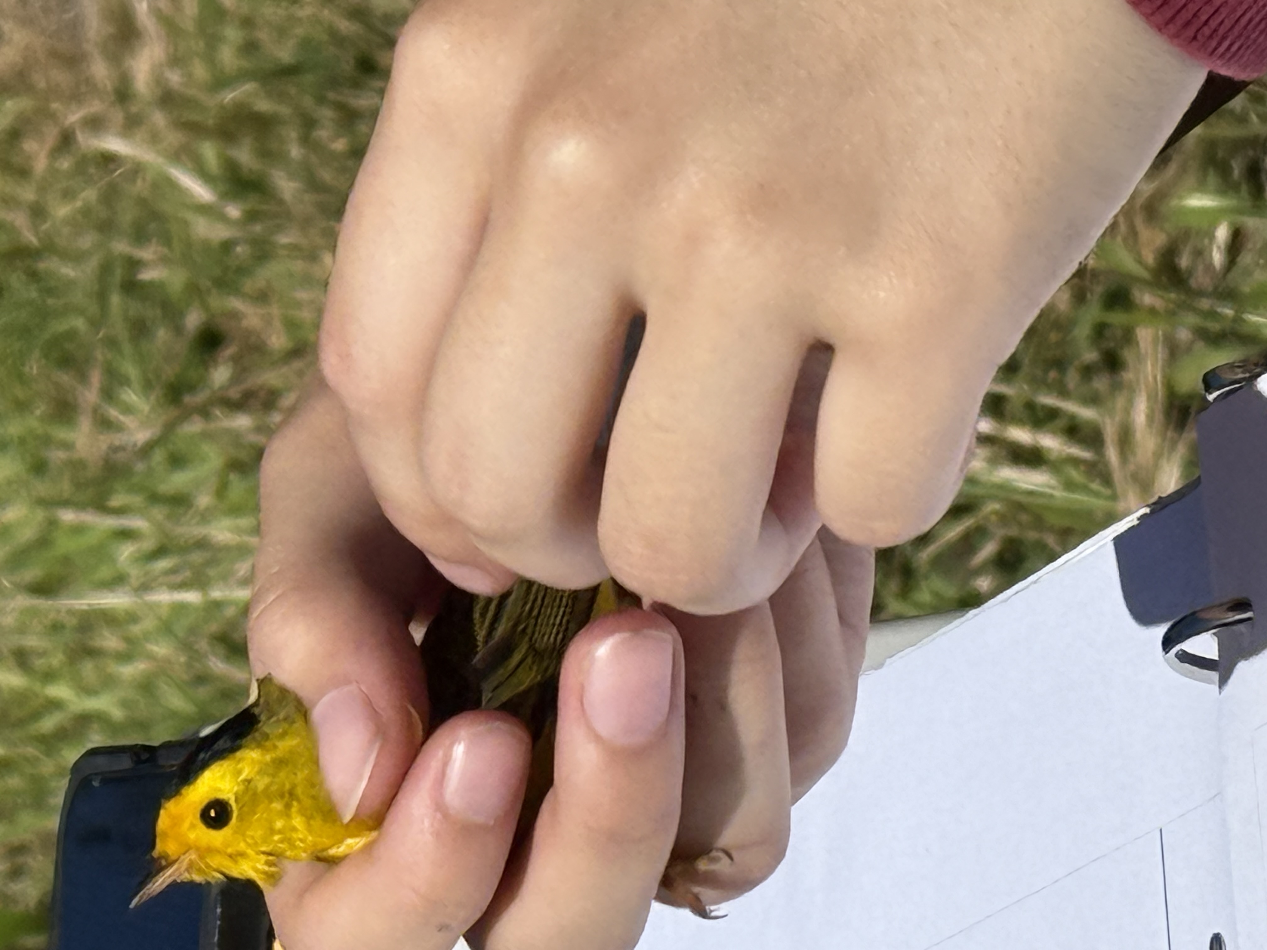 wilson's warbler