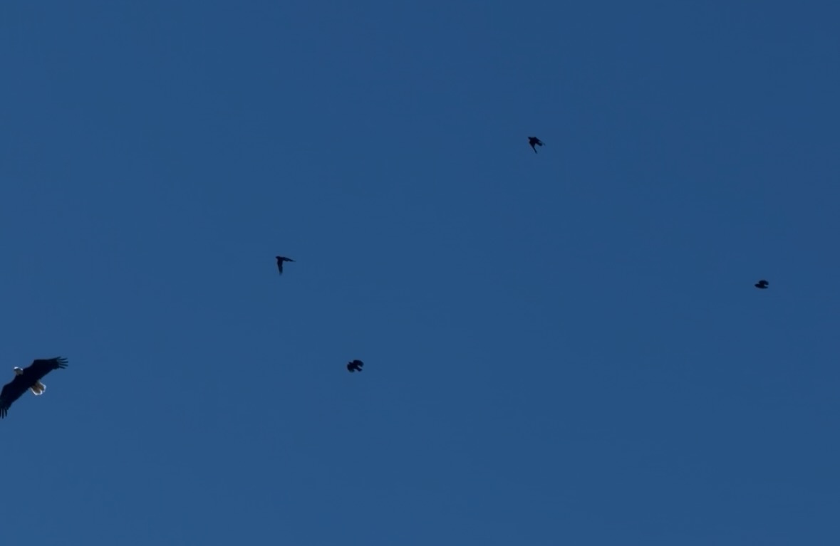 eagle and crows