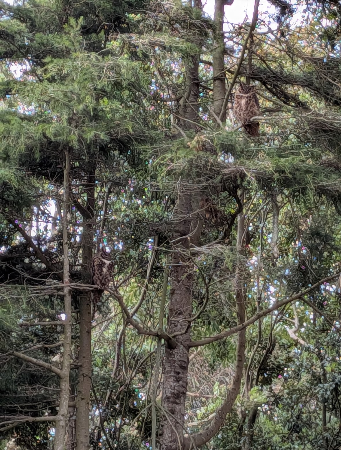 great horned owl