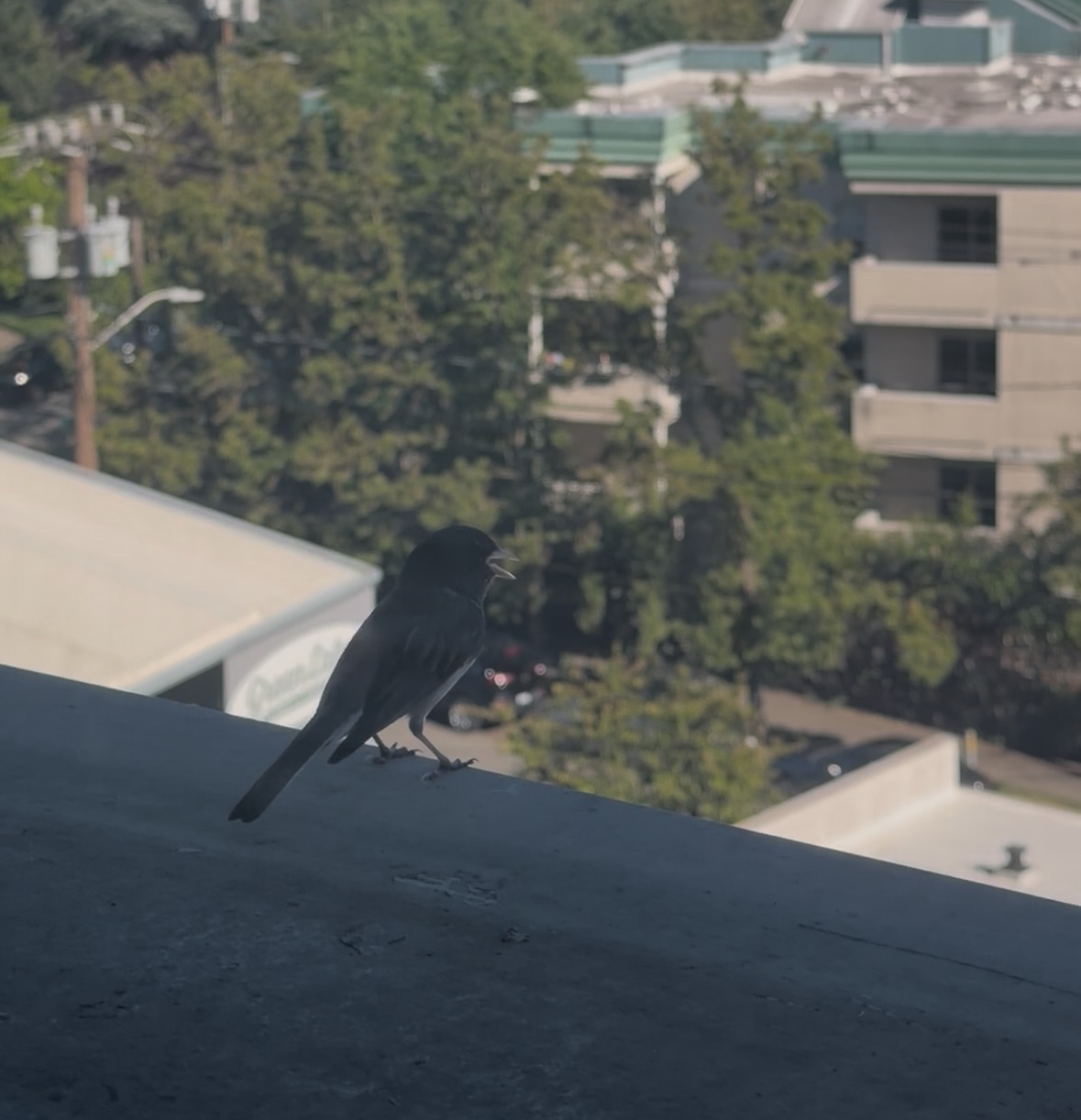 dark-eyed junco