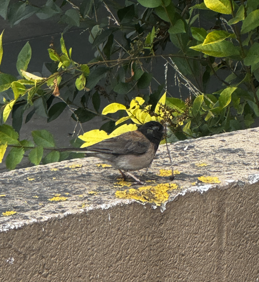 dark-eyed junco