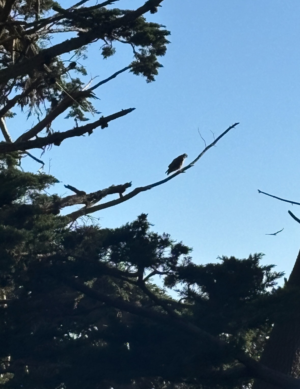 osprey