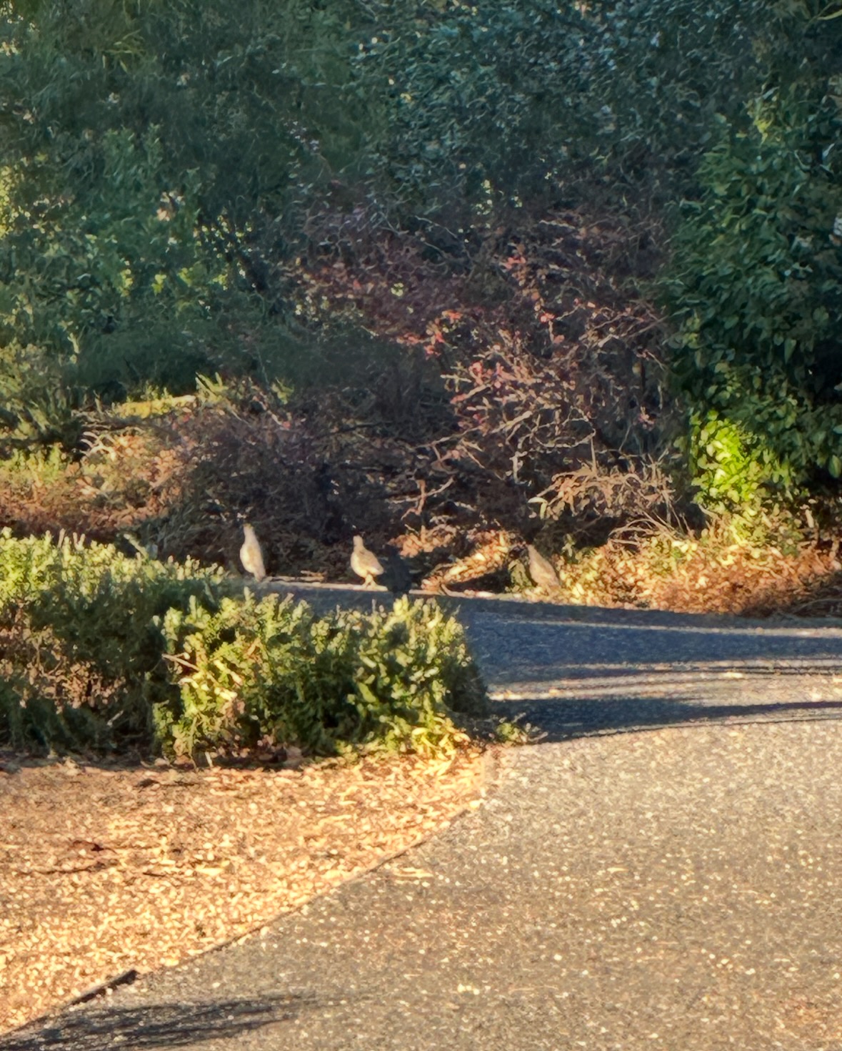 california quail