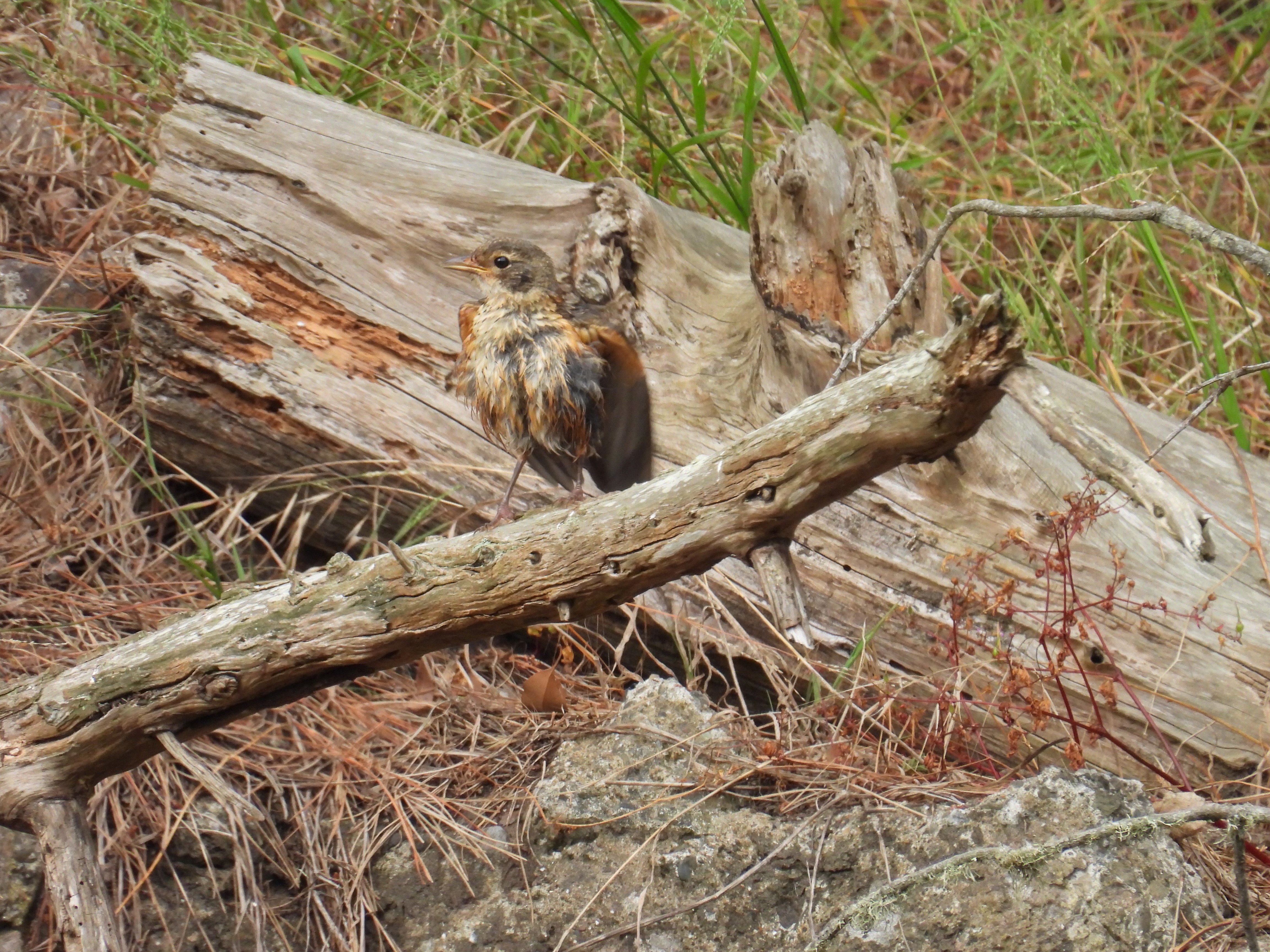 american robin