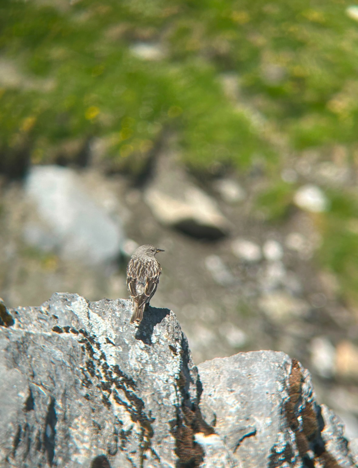 alpine accentor