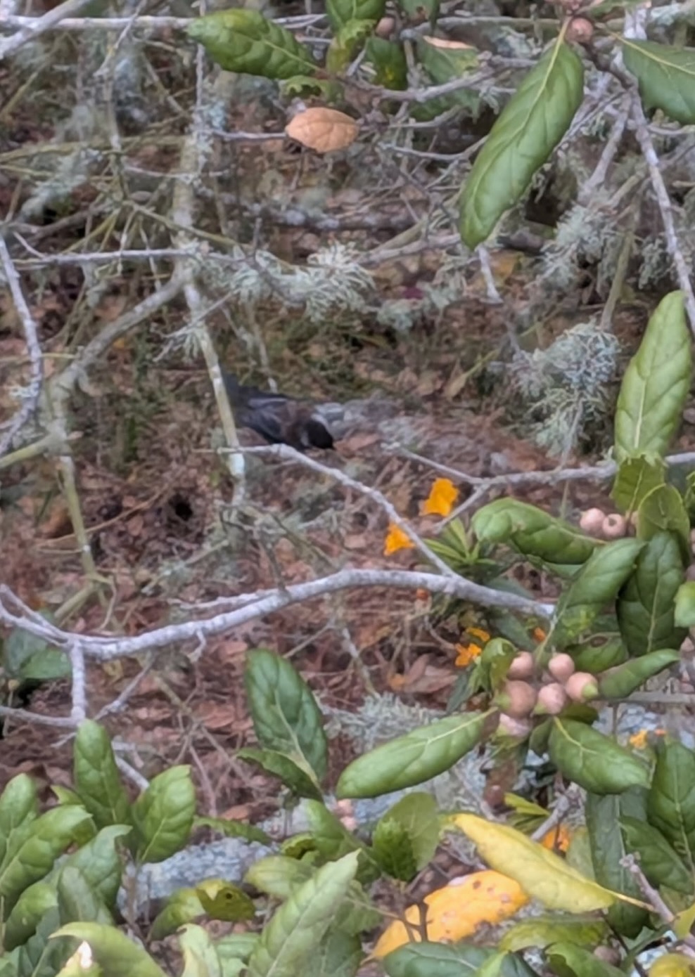 chestnut-backed chickadee