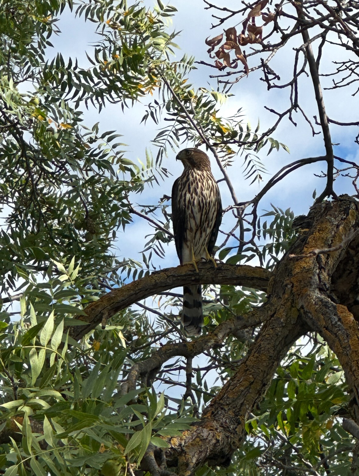 cooper's hawk