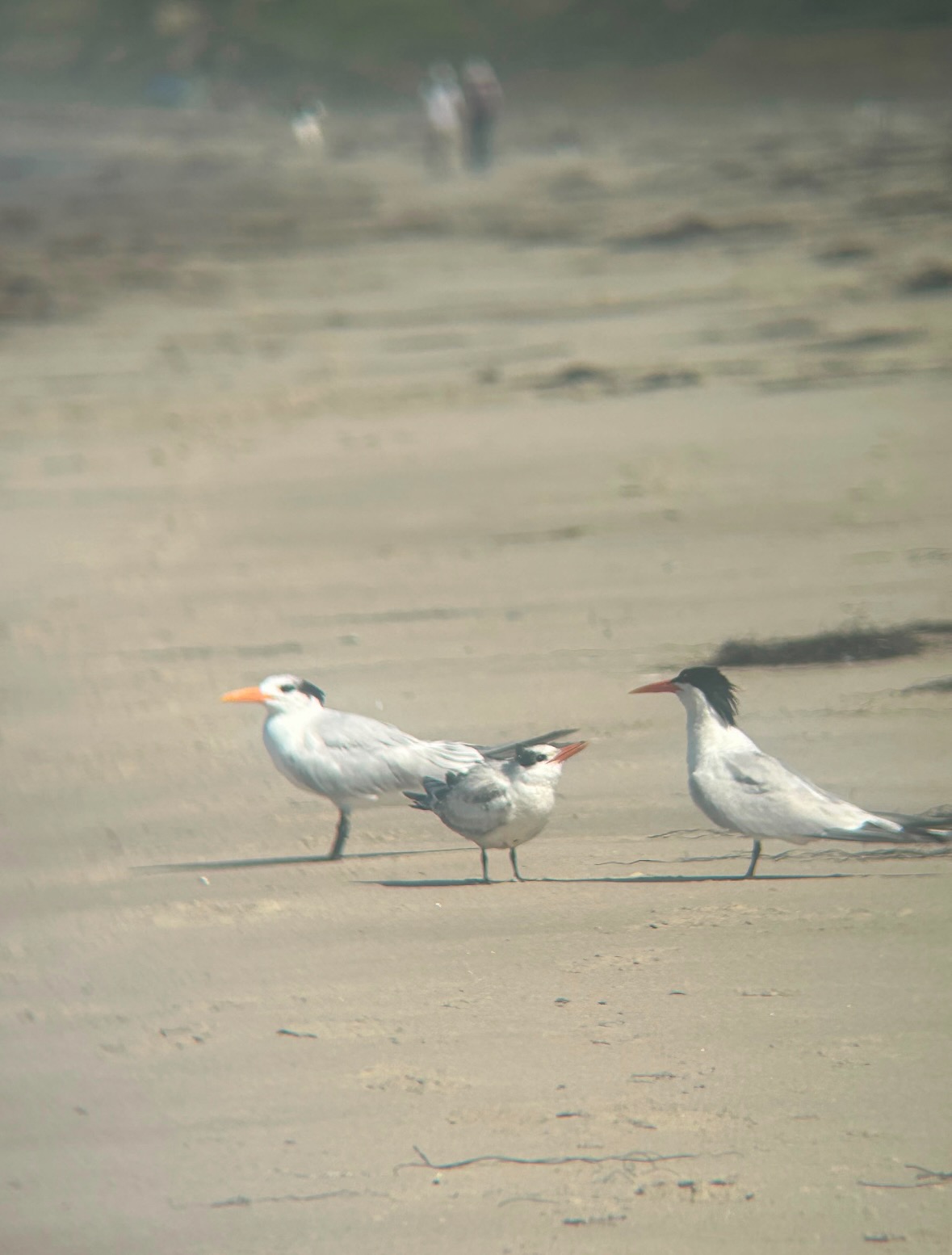 elegant tern