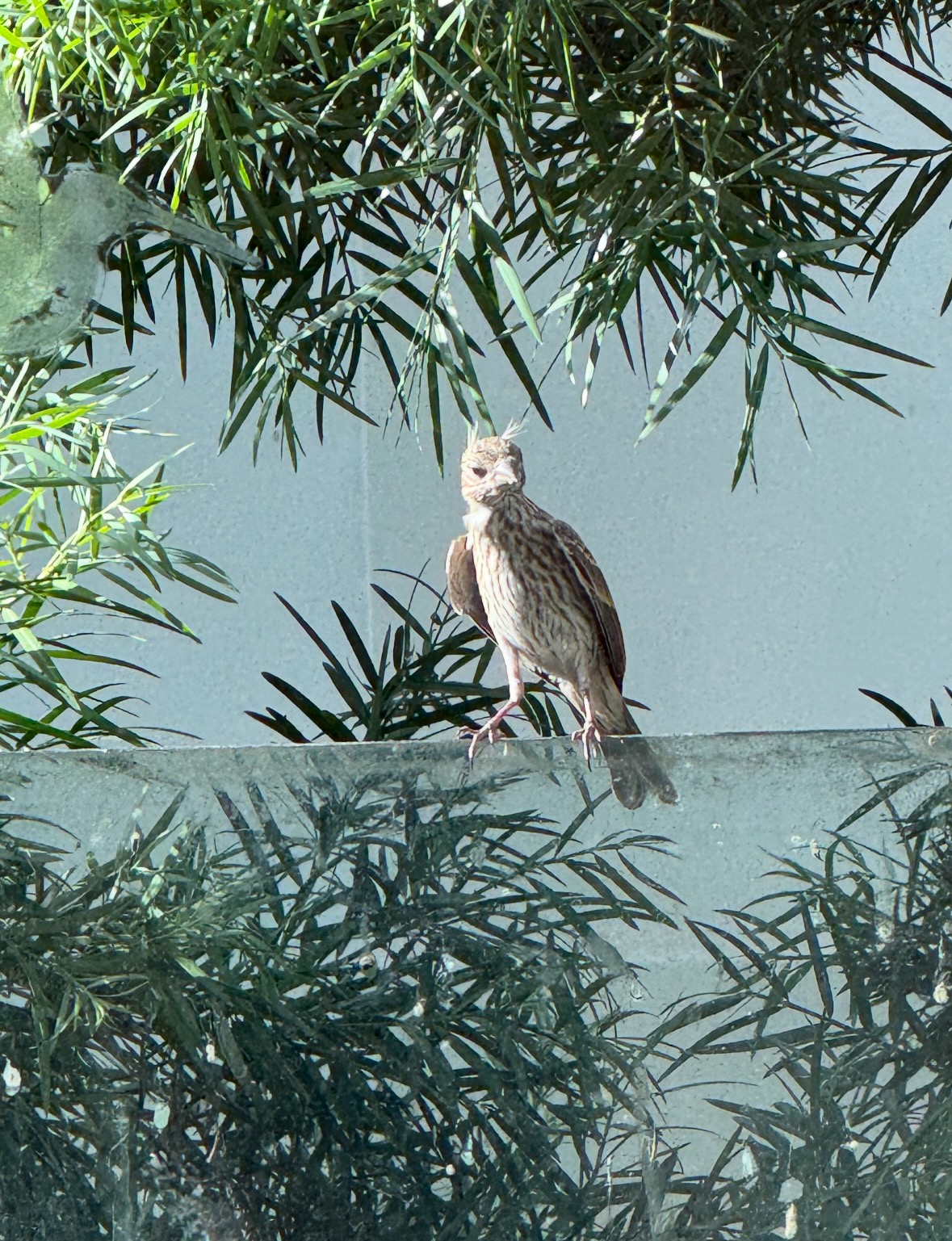 finch