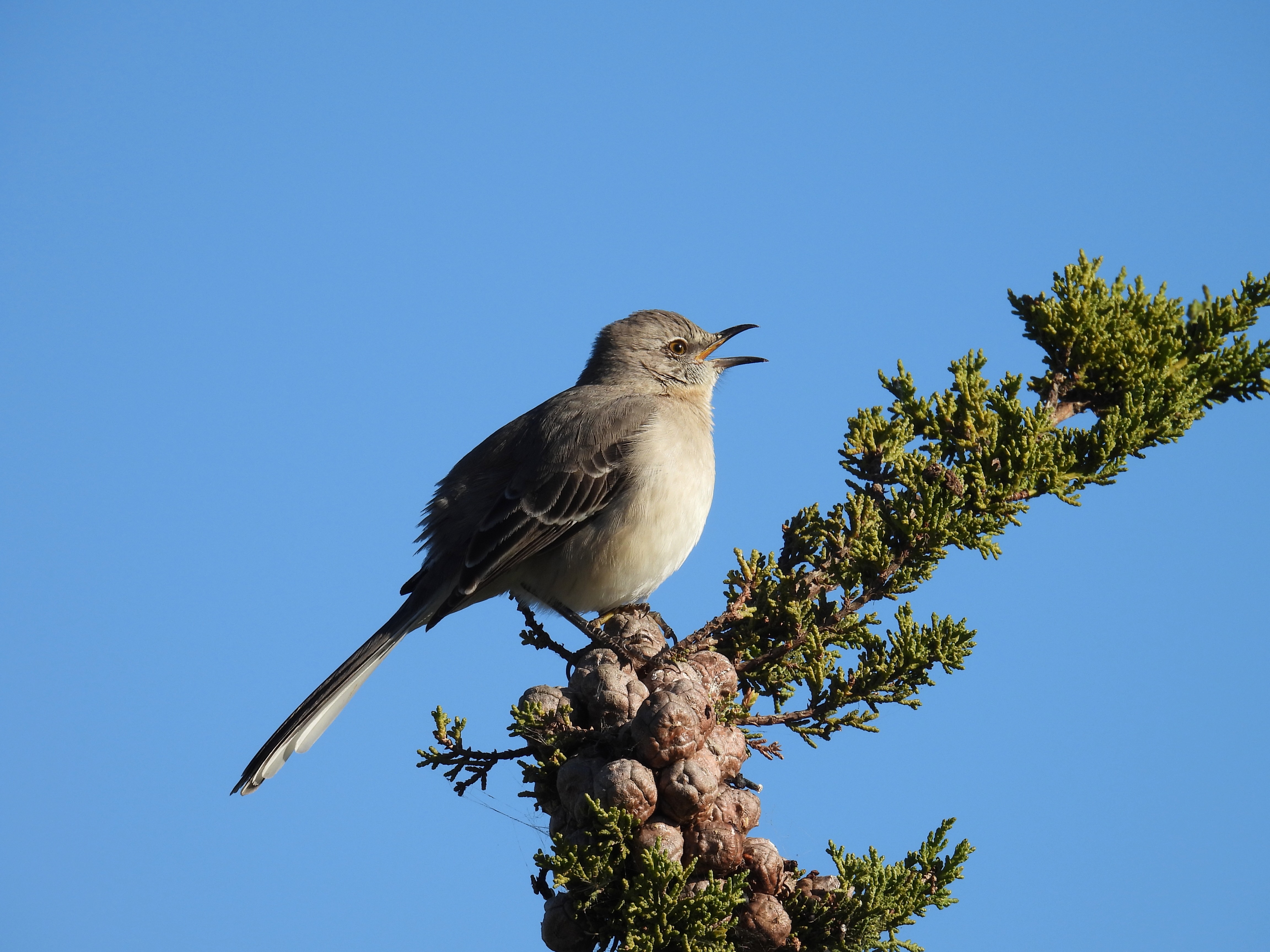 northern mockingbird