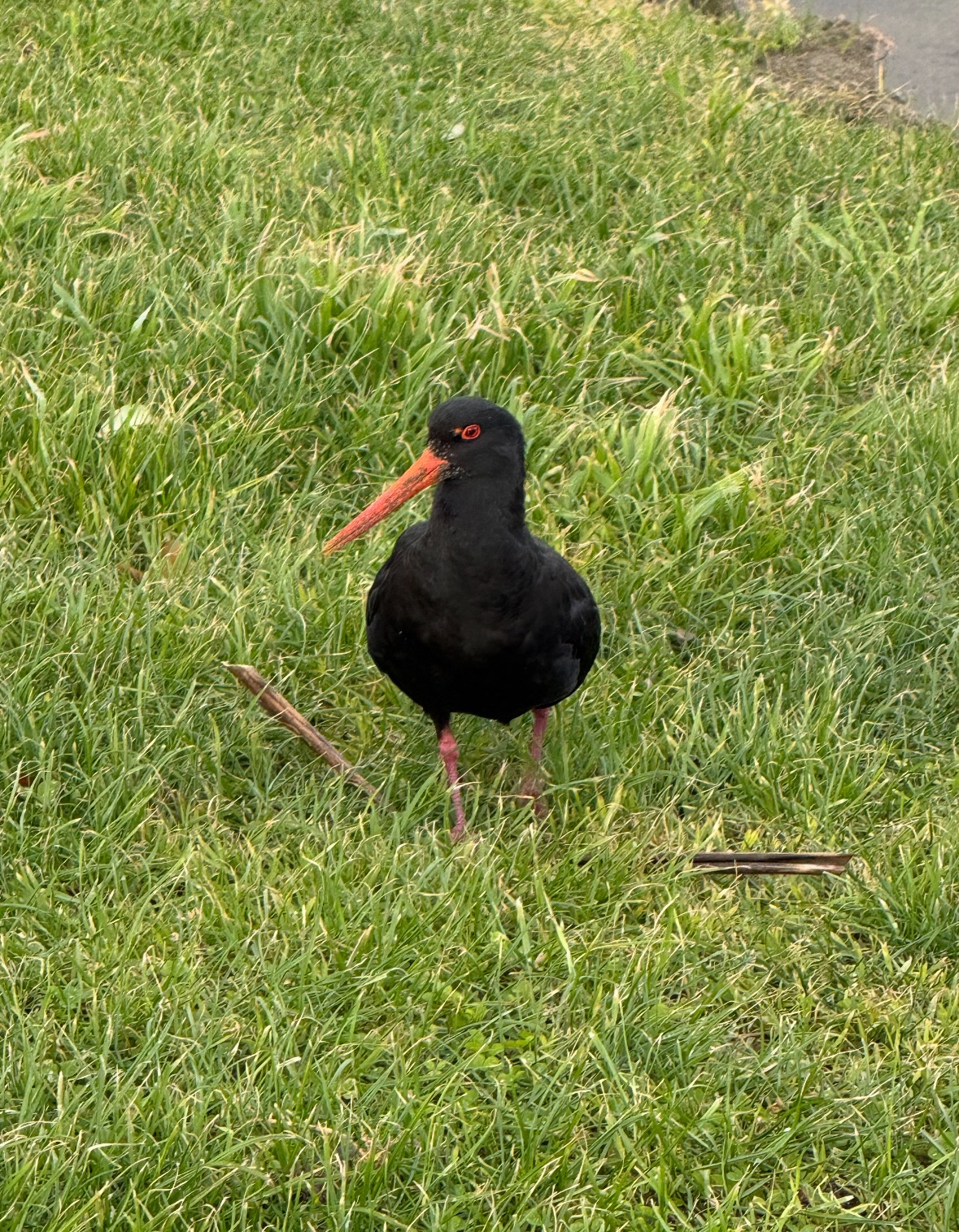 variable oystercatcher