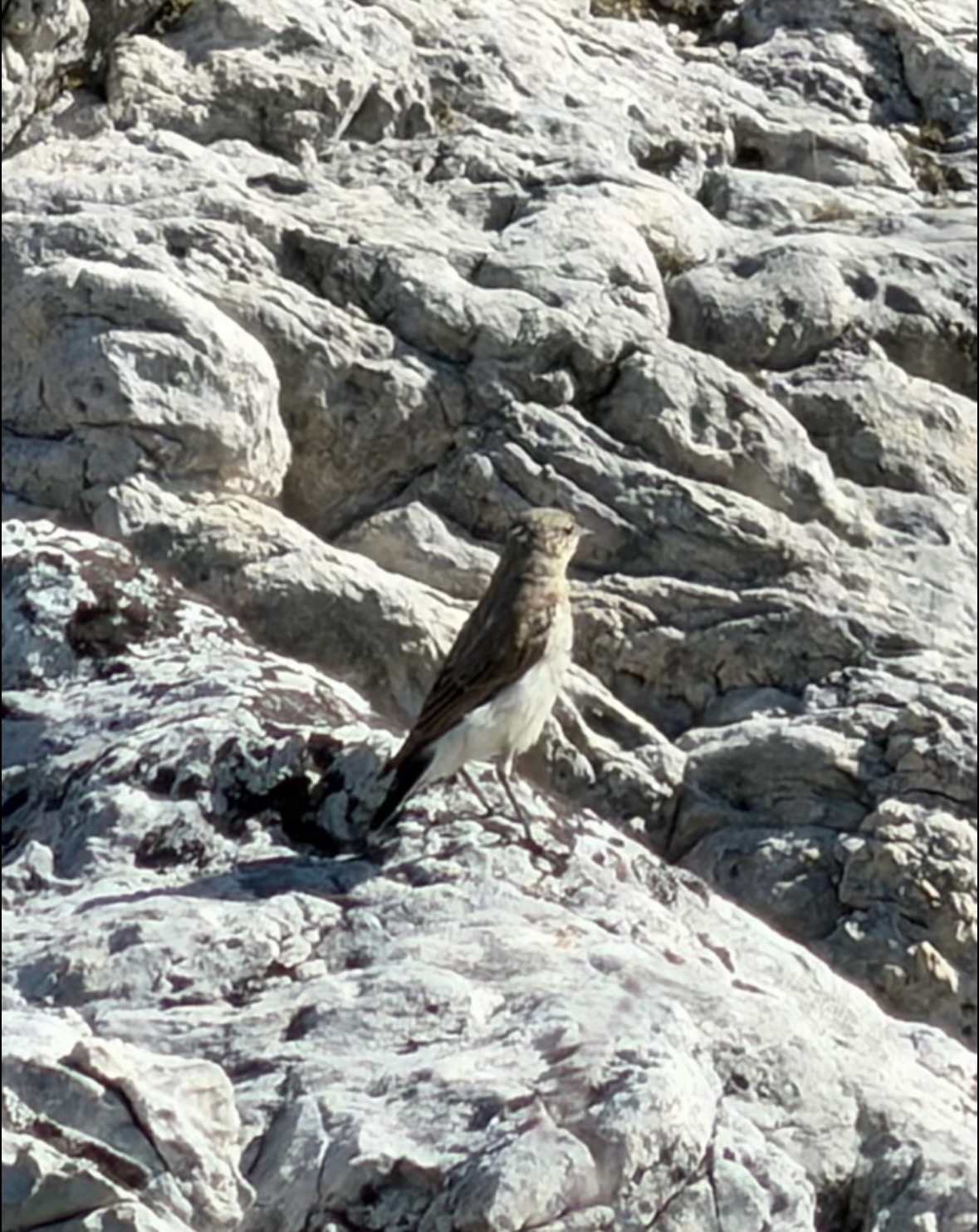 water pipit