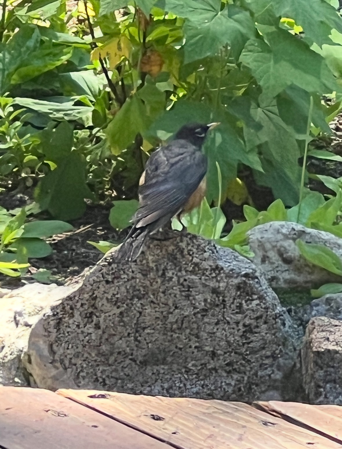 american robin