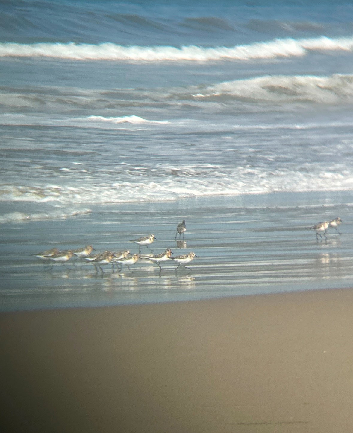 sanderlings