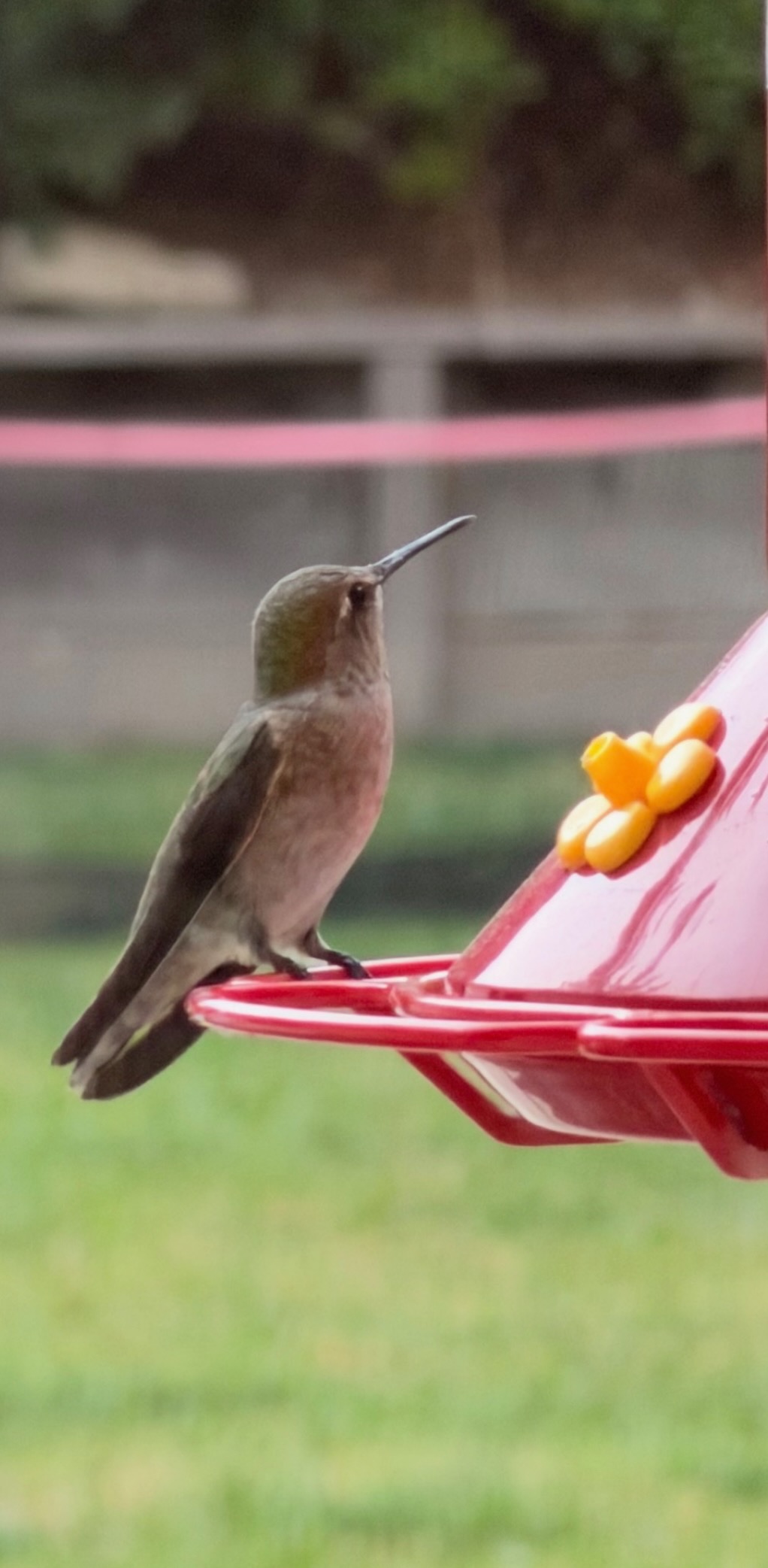 Anna's hummingbird