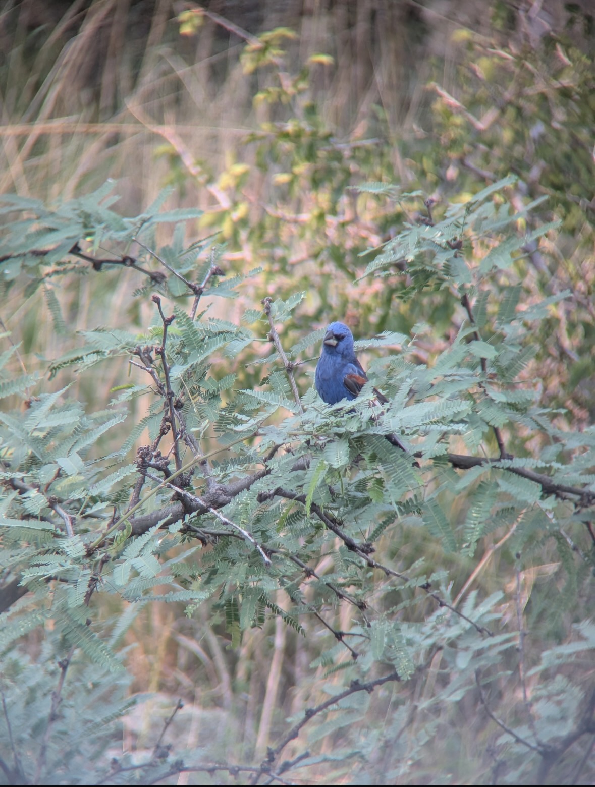 blue grosbeak