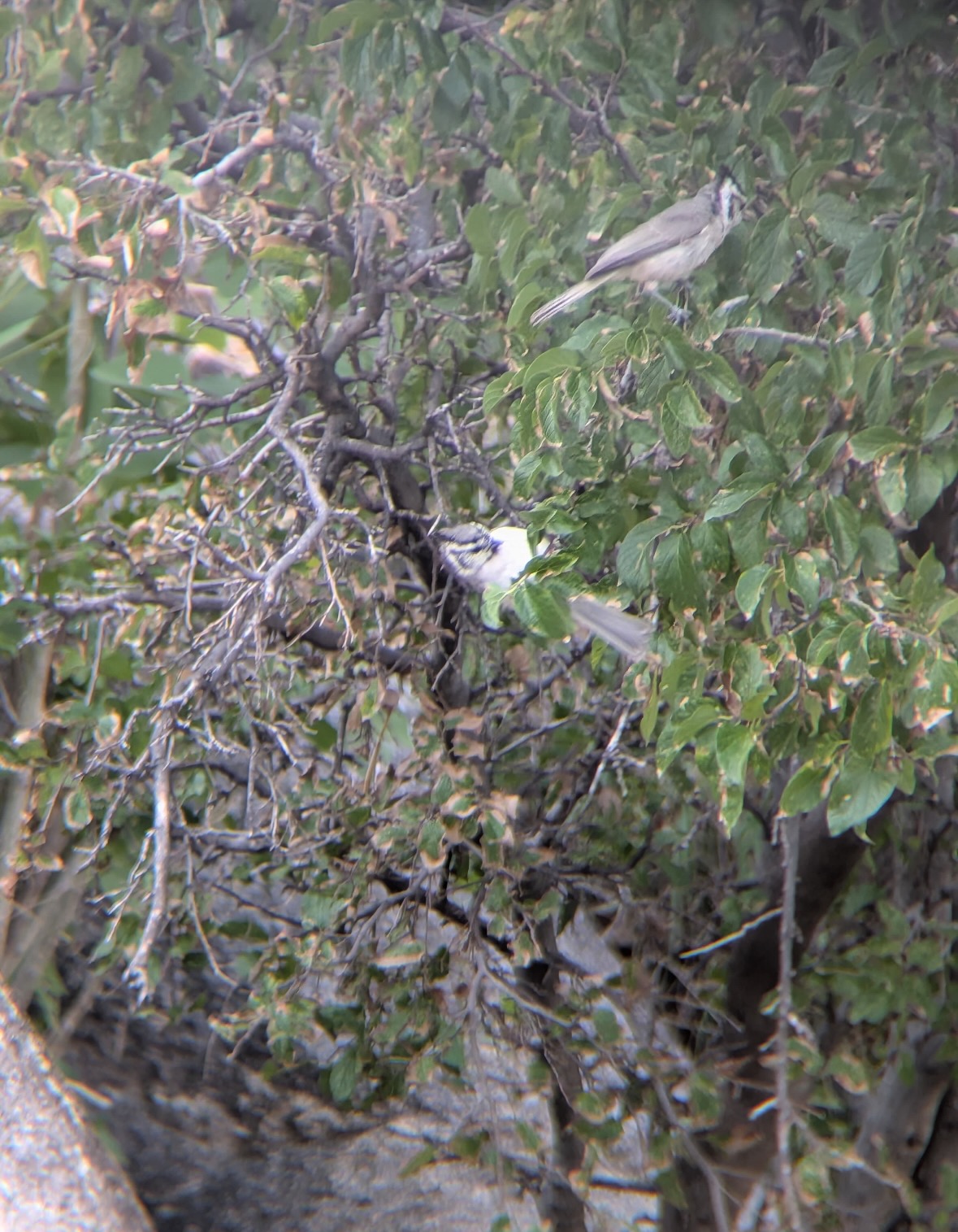 bridled titmouse