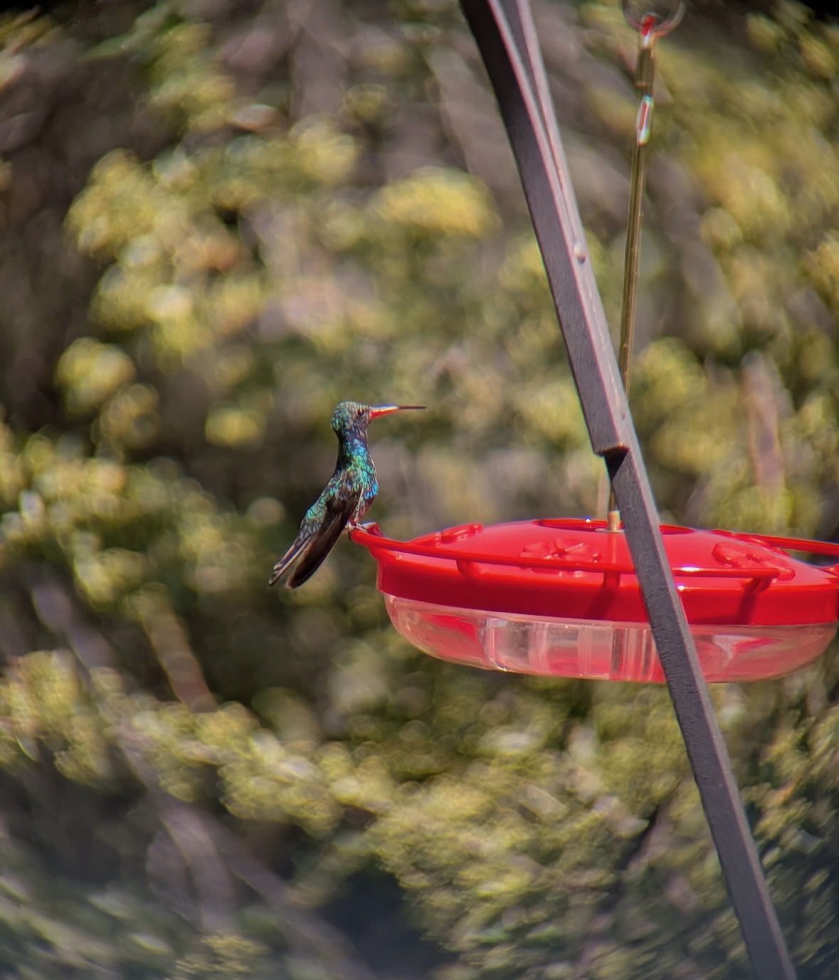 broad-billed hummingbird