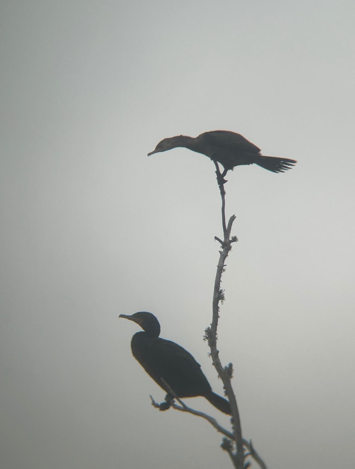 neotropic cormorant