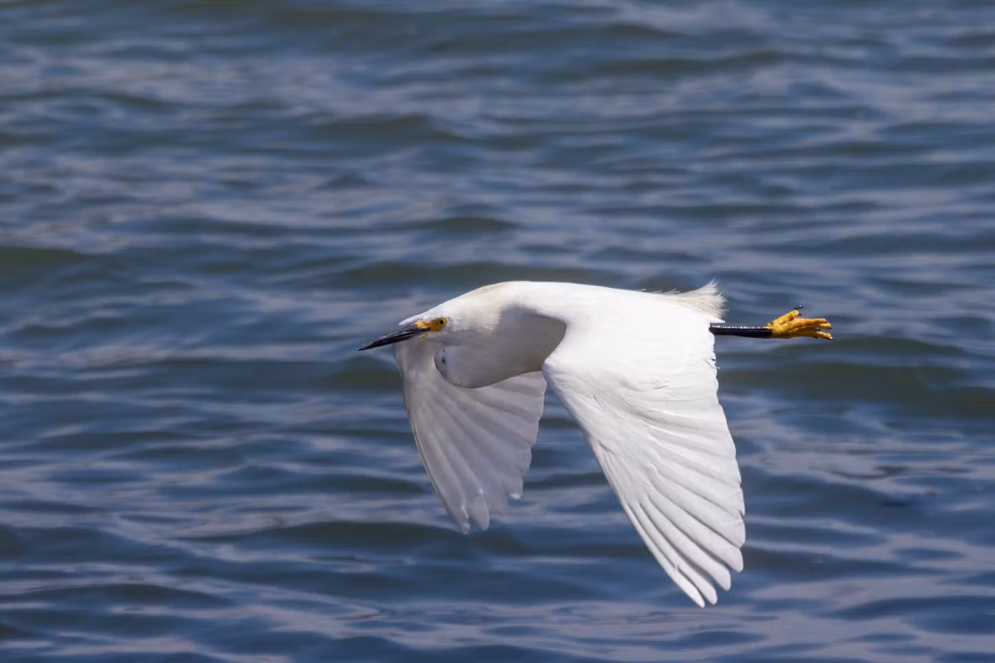 snowy egret